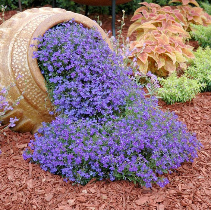 lobelia compact blue