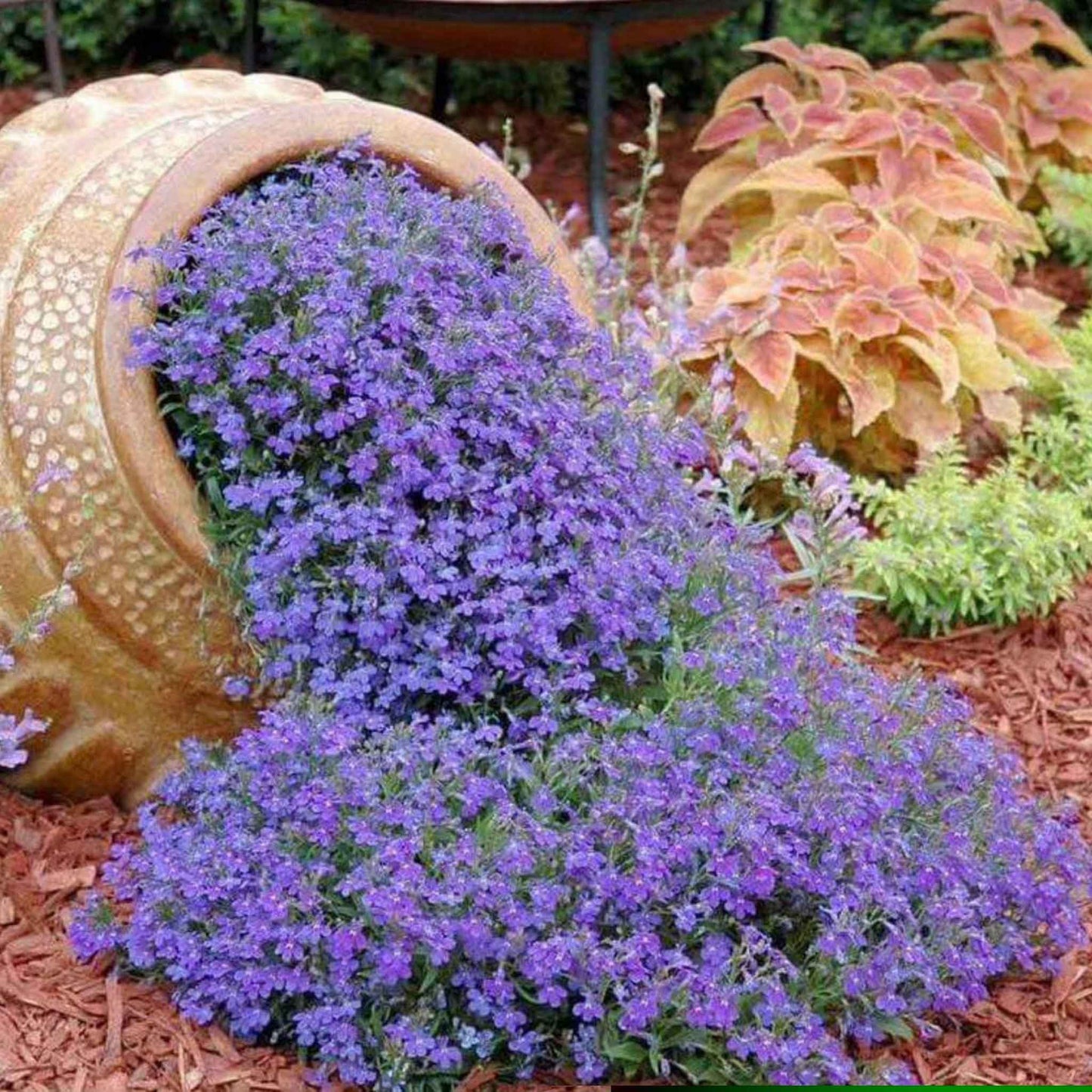 plant lobelia seeds Lobelia Seeds - Blue Carpet | Flower Seeds in Packets & Bulk