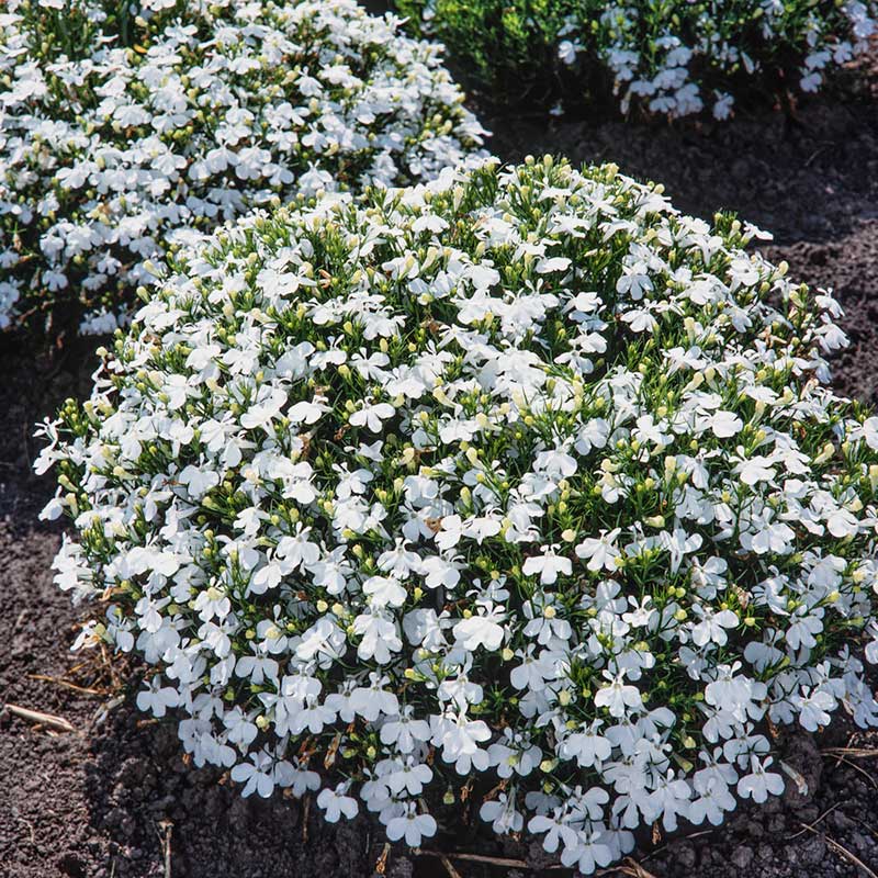 lobelia palace white | copyright: Floramedia UK Ltd