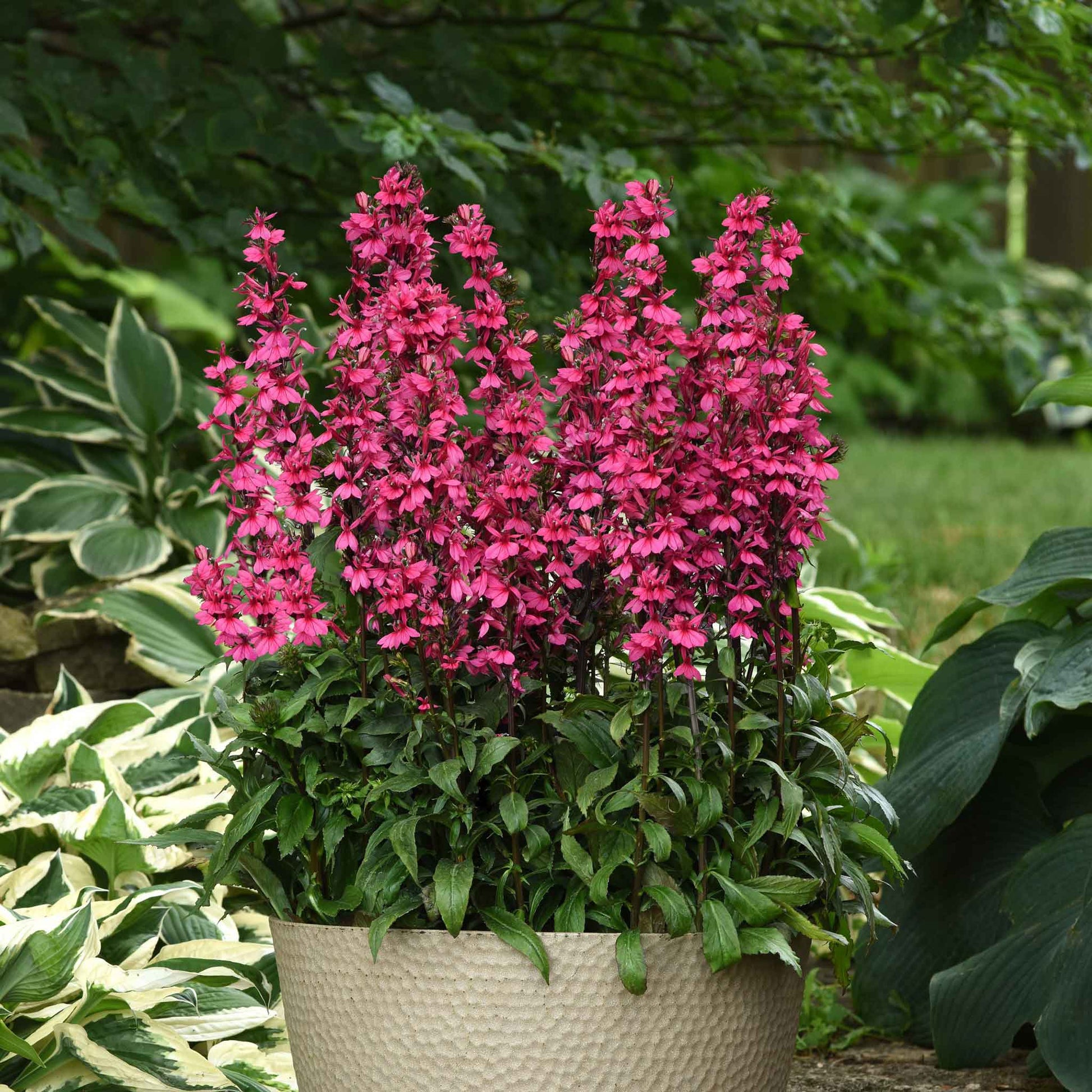 lobelia from seed to flower Bulk Lobelia Seeds