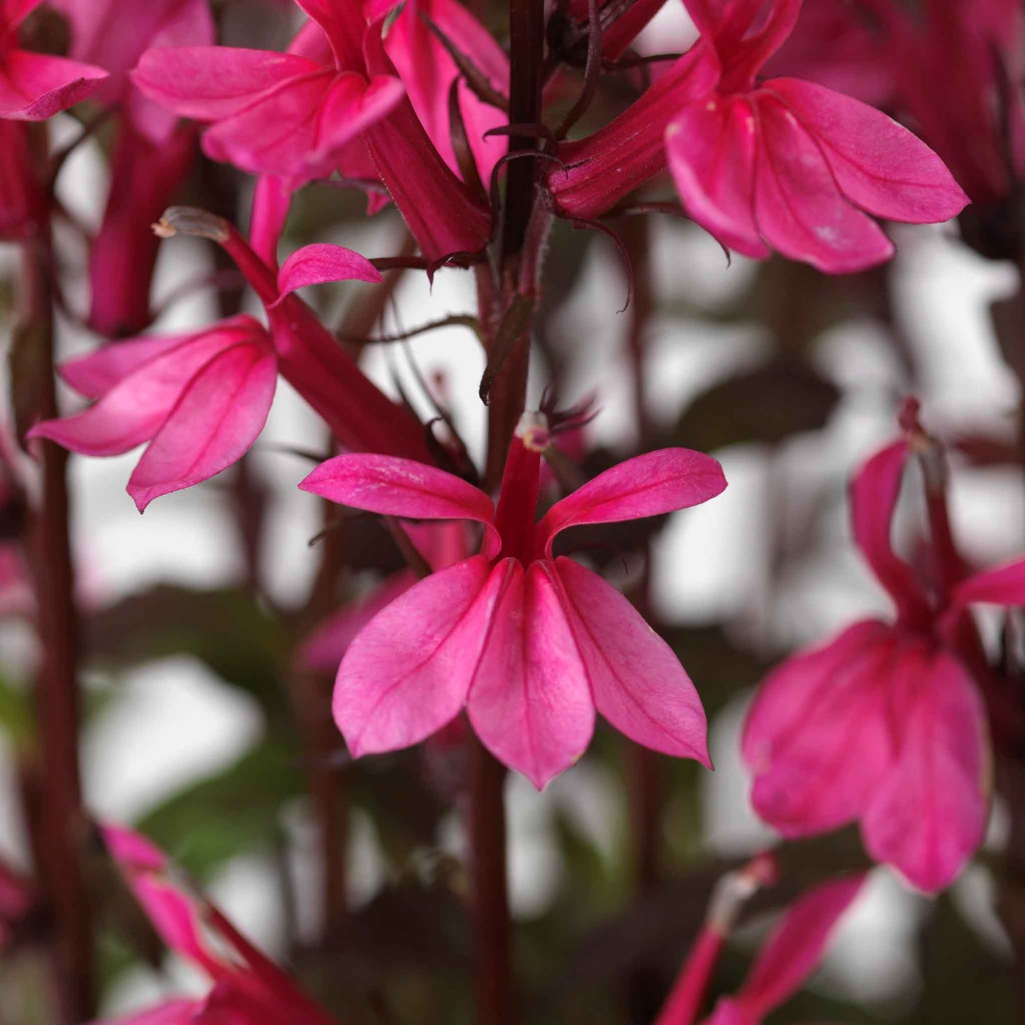 Bulk Lobelia Seeds - Starship Rose