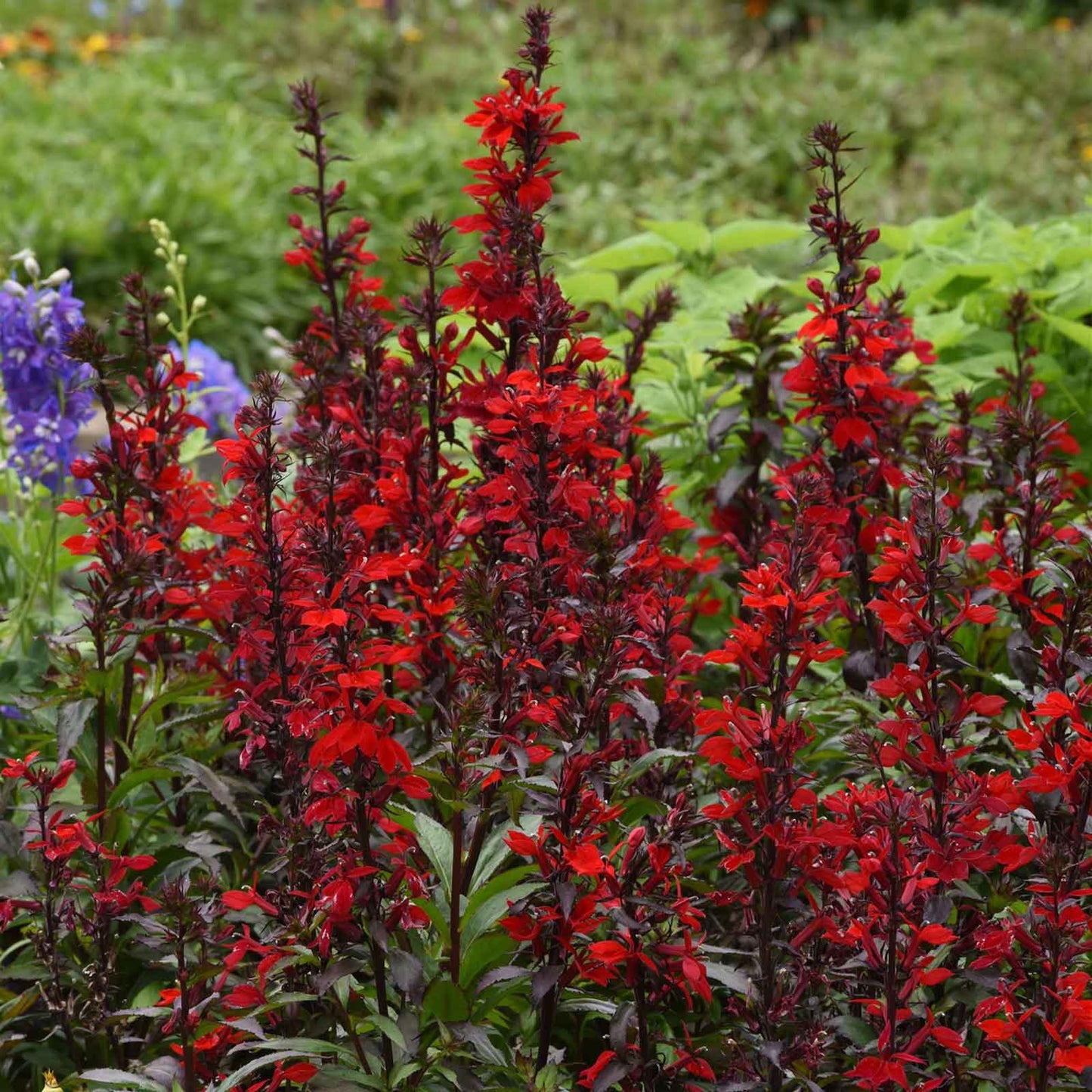 lobelia scarlet bronze leaf