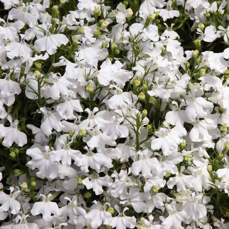 lobelia white palace