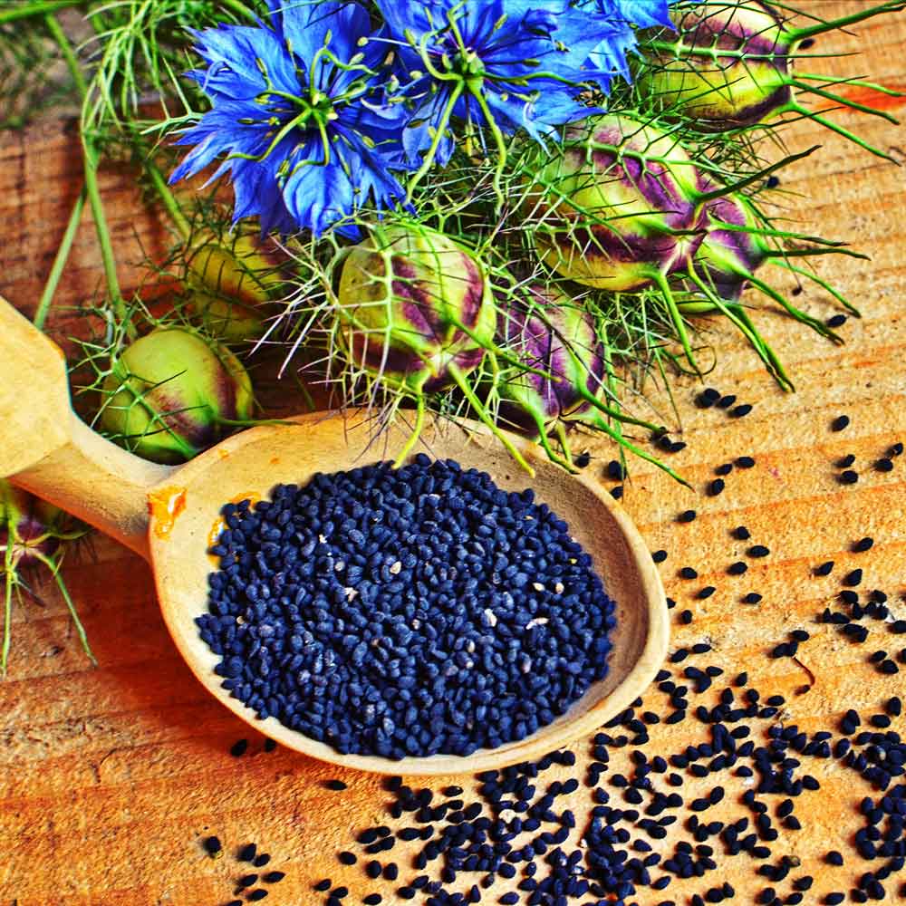 plant seed color Bulk Love in a Mist Seeds - Blue