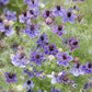 Several love in the mist midnight flowers with a blurred green background