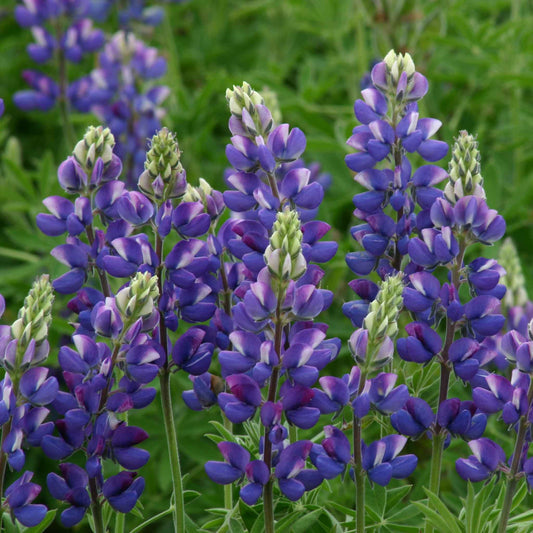 lupine avalune blue
