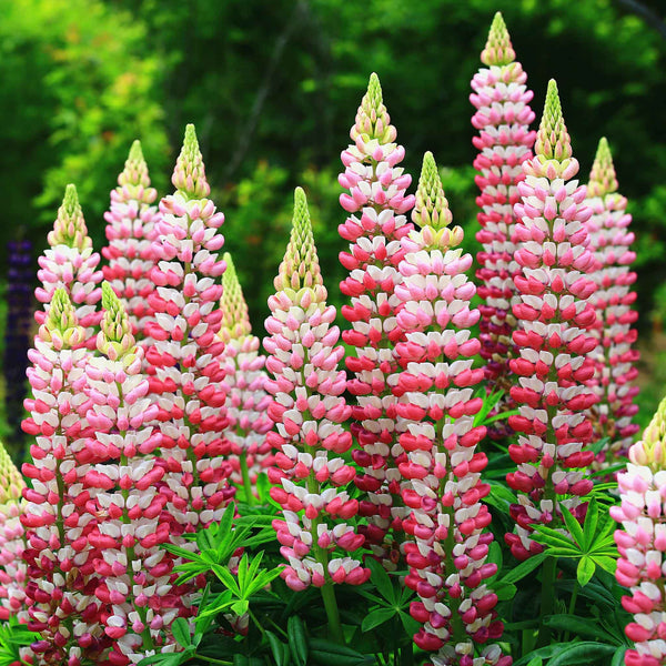 Bulk Russell Lupine Seeds - Chatelaine | Bulk Seed Store