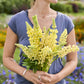 A person holding a bouquet of russell lupine chandelier flowers in a garden setting.