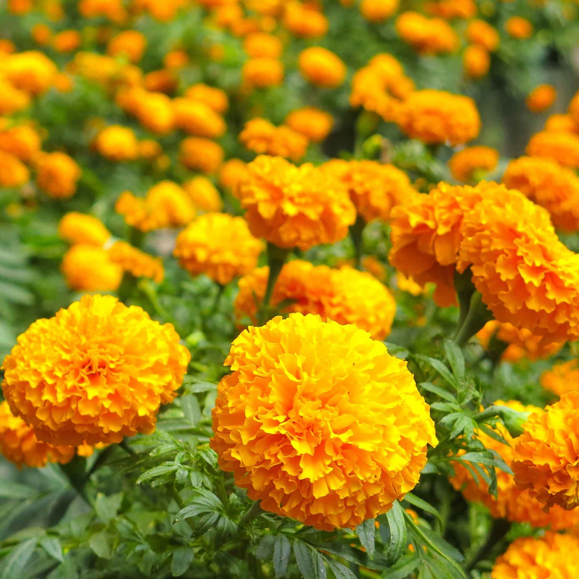 marigold seeds in bulk Bulk African Marigold Seeds - Smiles