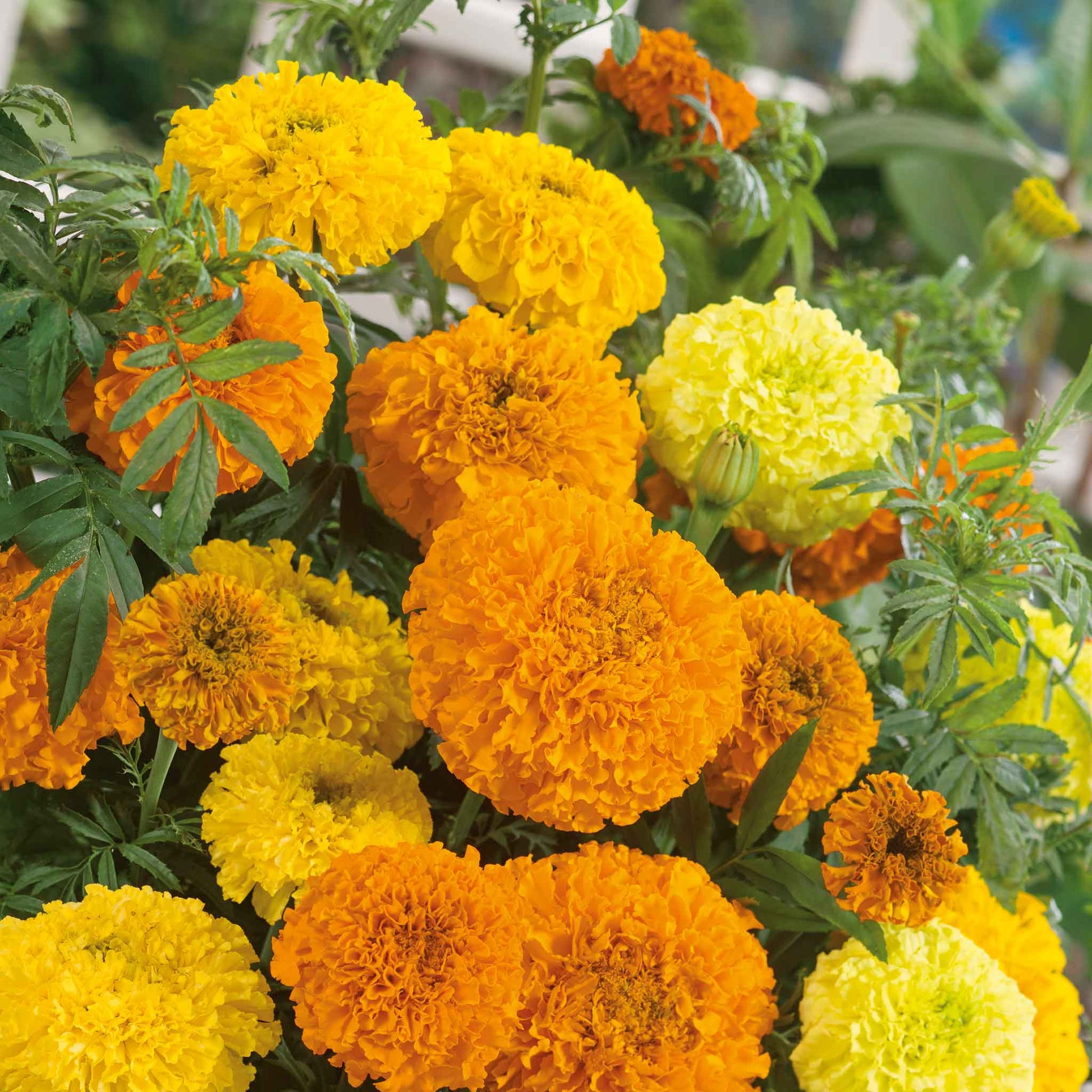 african marigold seeds for sale Bulk African Marigold Seeds - Sugar & Spice