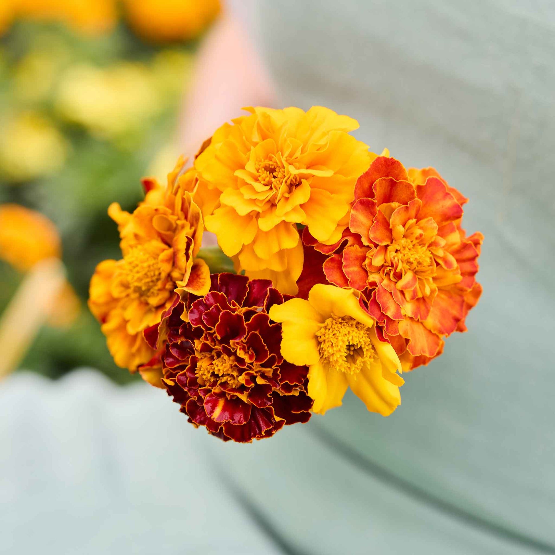 buy marigold seeds Bulk French Marigold Seeds - Bonita Mix