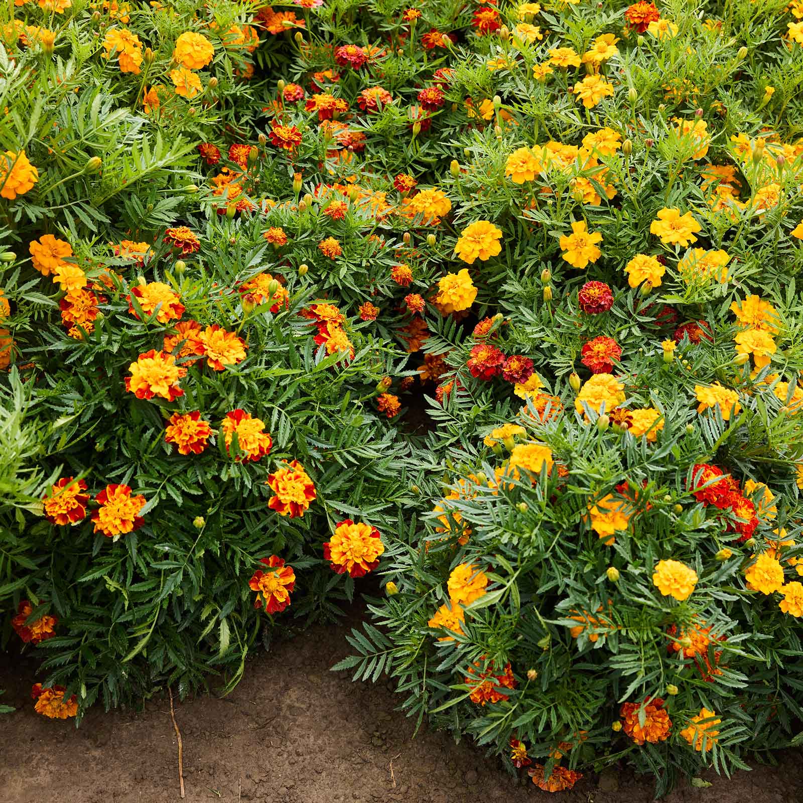 marigold seed mix Bulk French Marigold Seeds - Bonita Mix