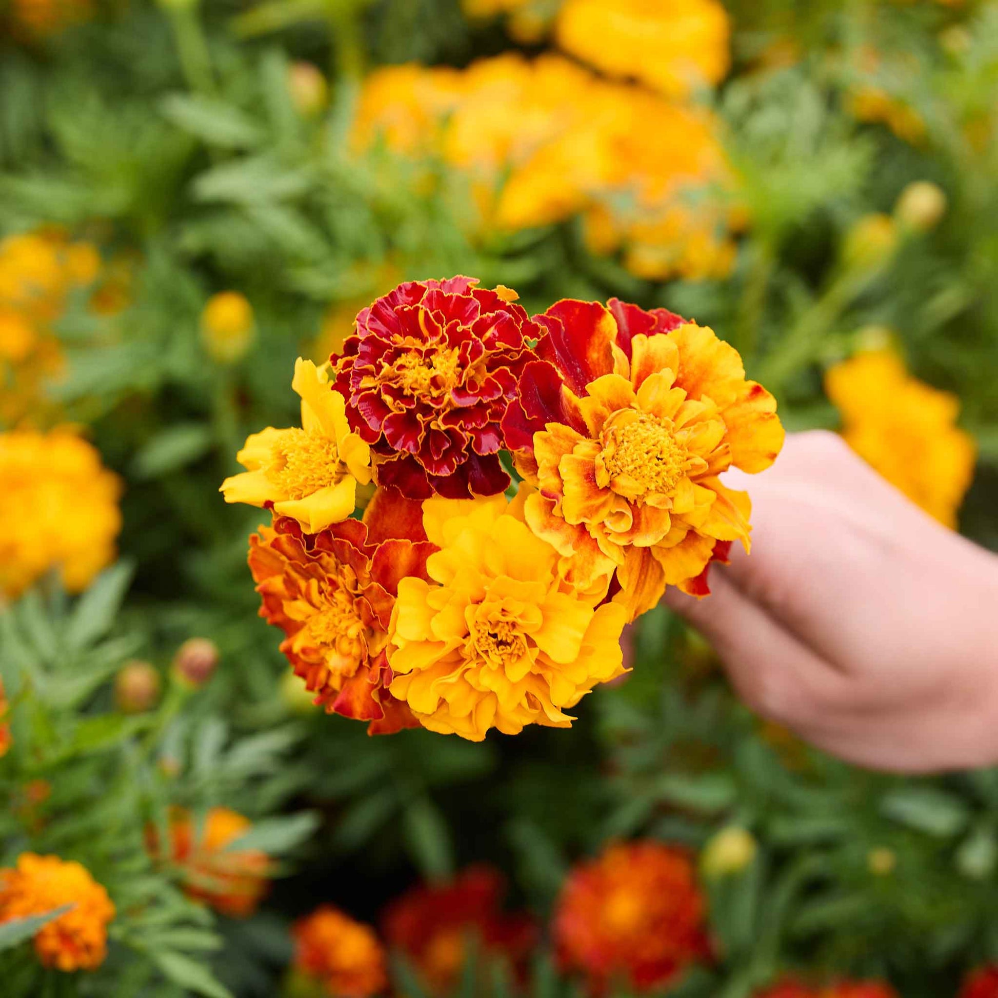 Bulk French Marigold Seeds - Bonita Mix