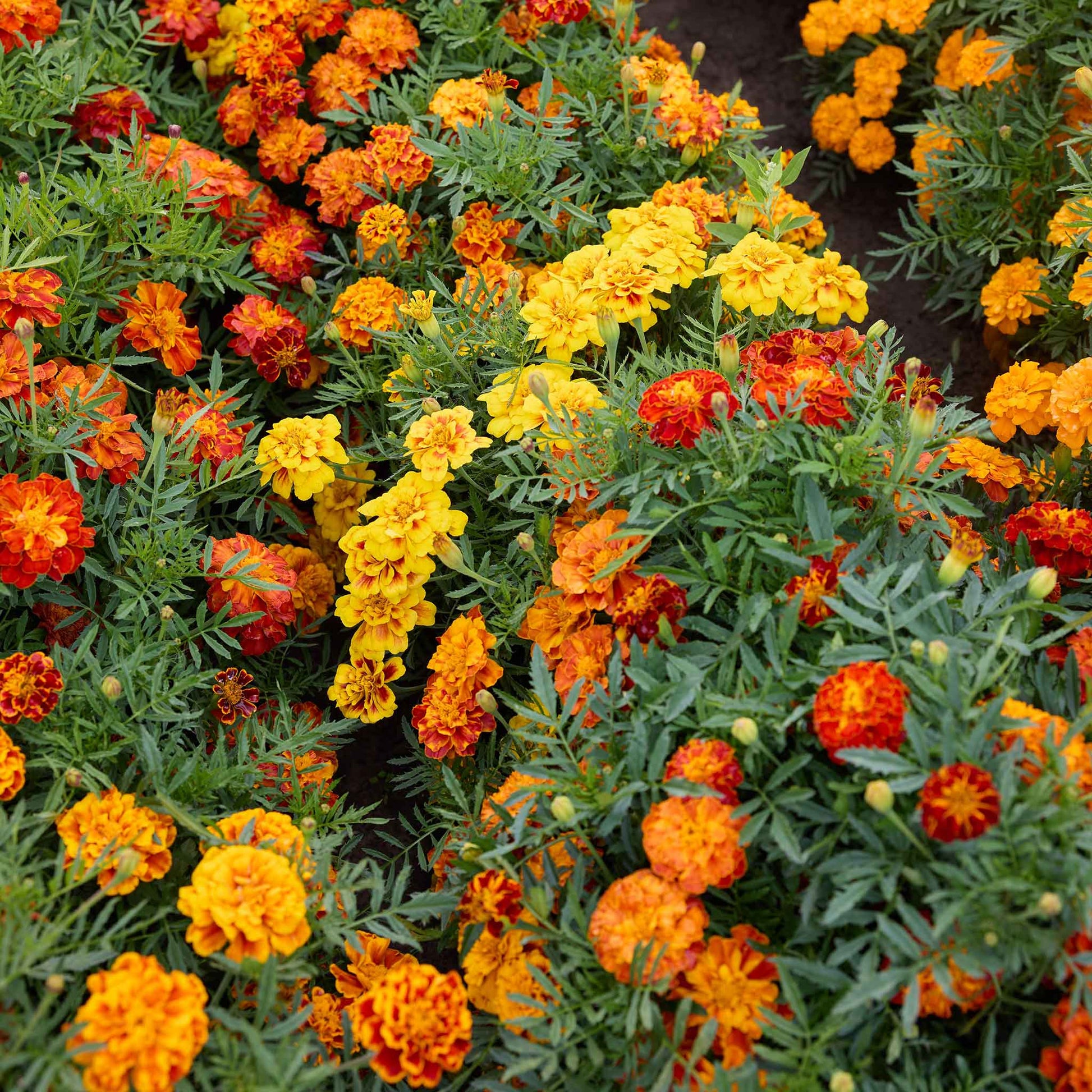 store marigold seeds Bulk French Marigold Seeds - Brocade Mix