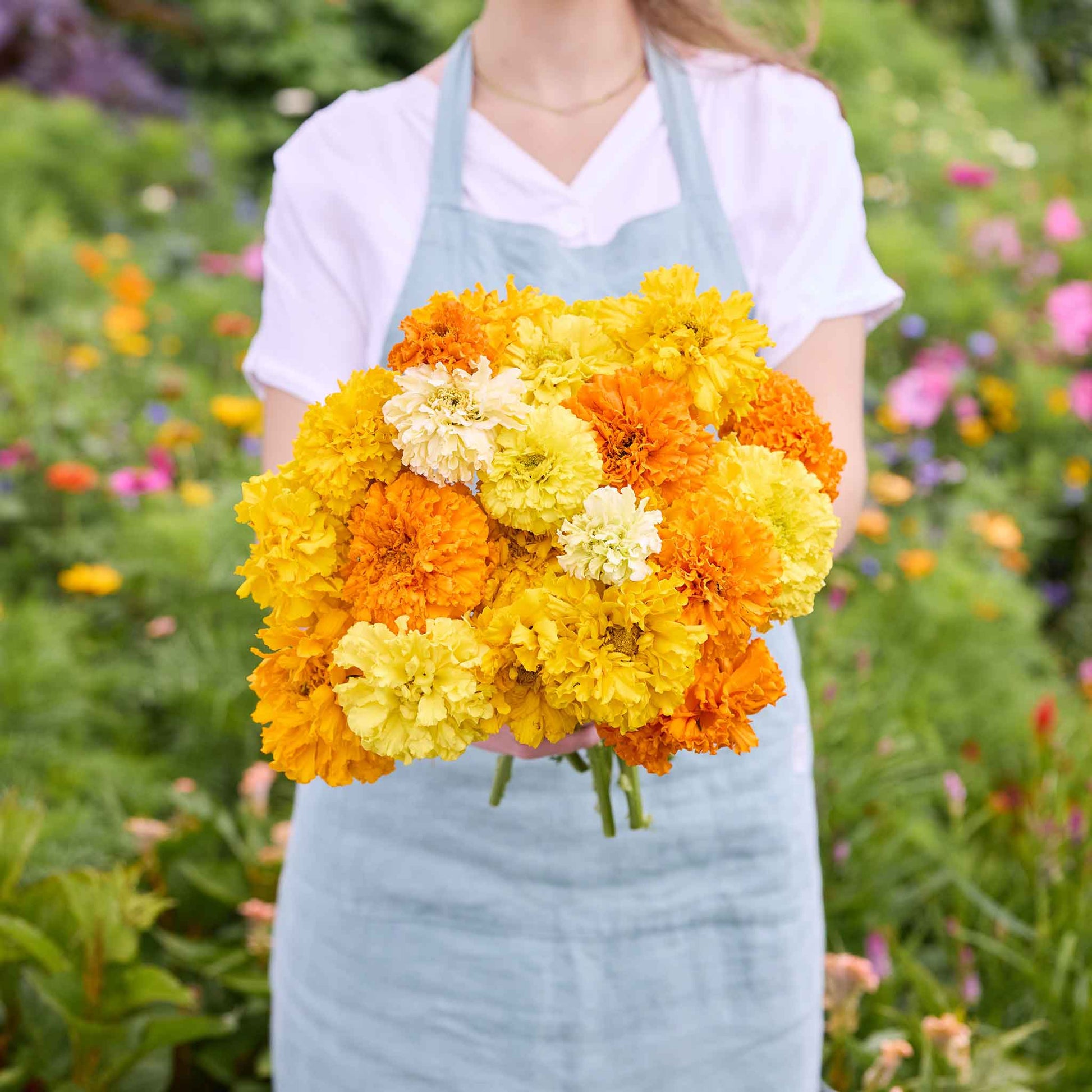 genda flower seeds Bulk African Marigold Seeds - Crackerjack Mix