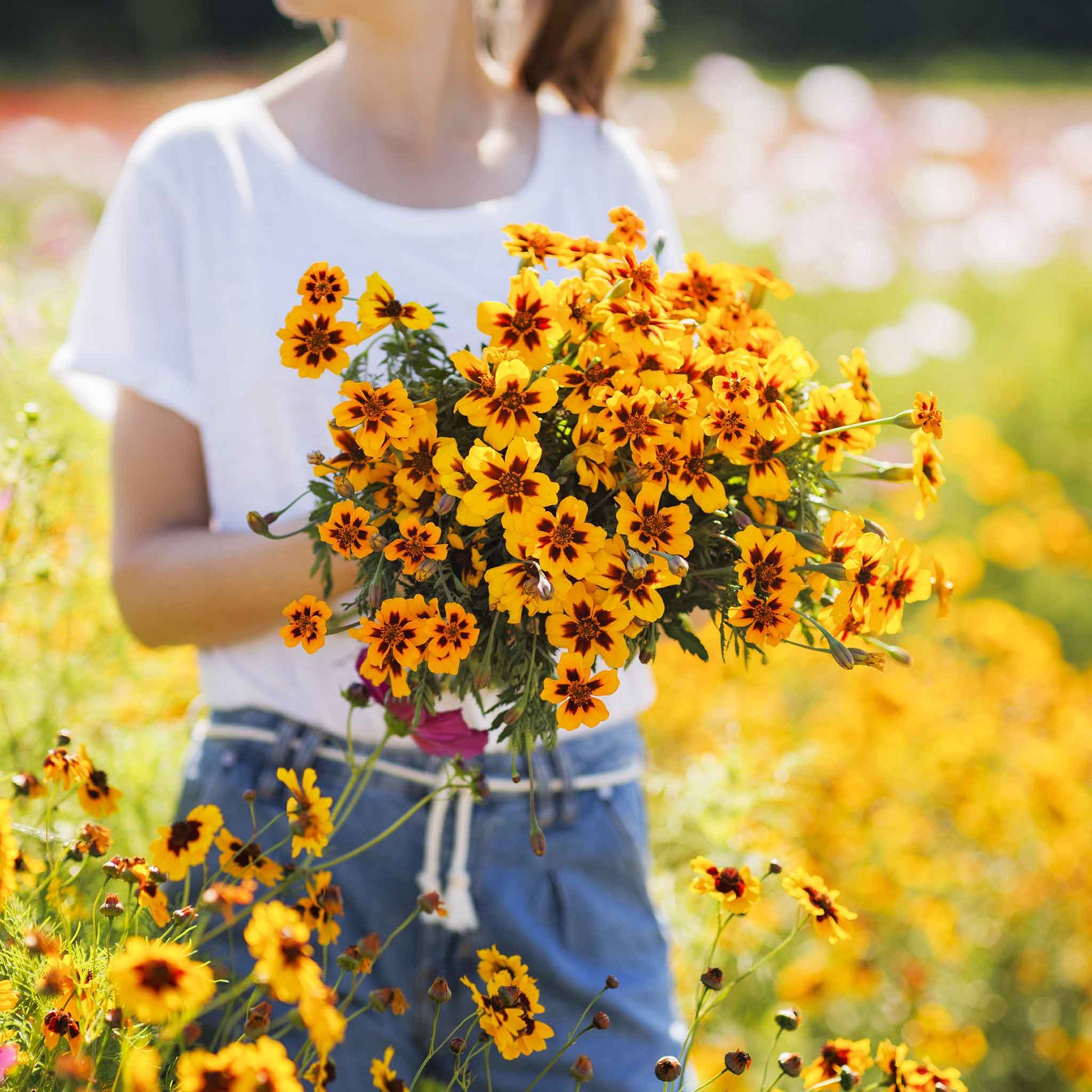 marigold seeds near me Bulk French Marigold (Dwarf) Seeds - Dainty Marietta