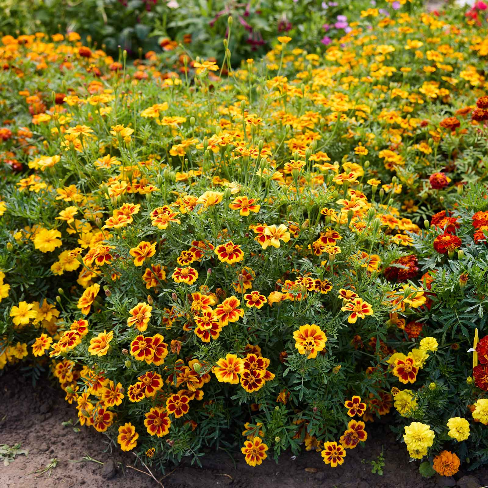 yellow french marigold seeds Bulk French Marigold (Dwarf) Seeds - Dainty Marietta