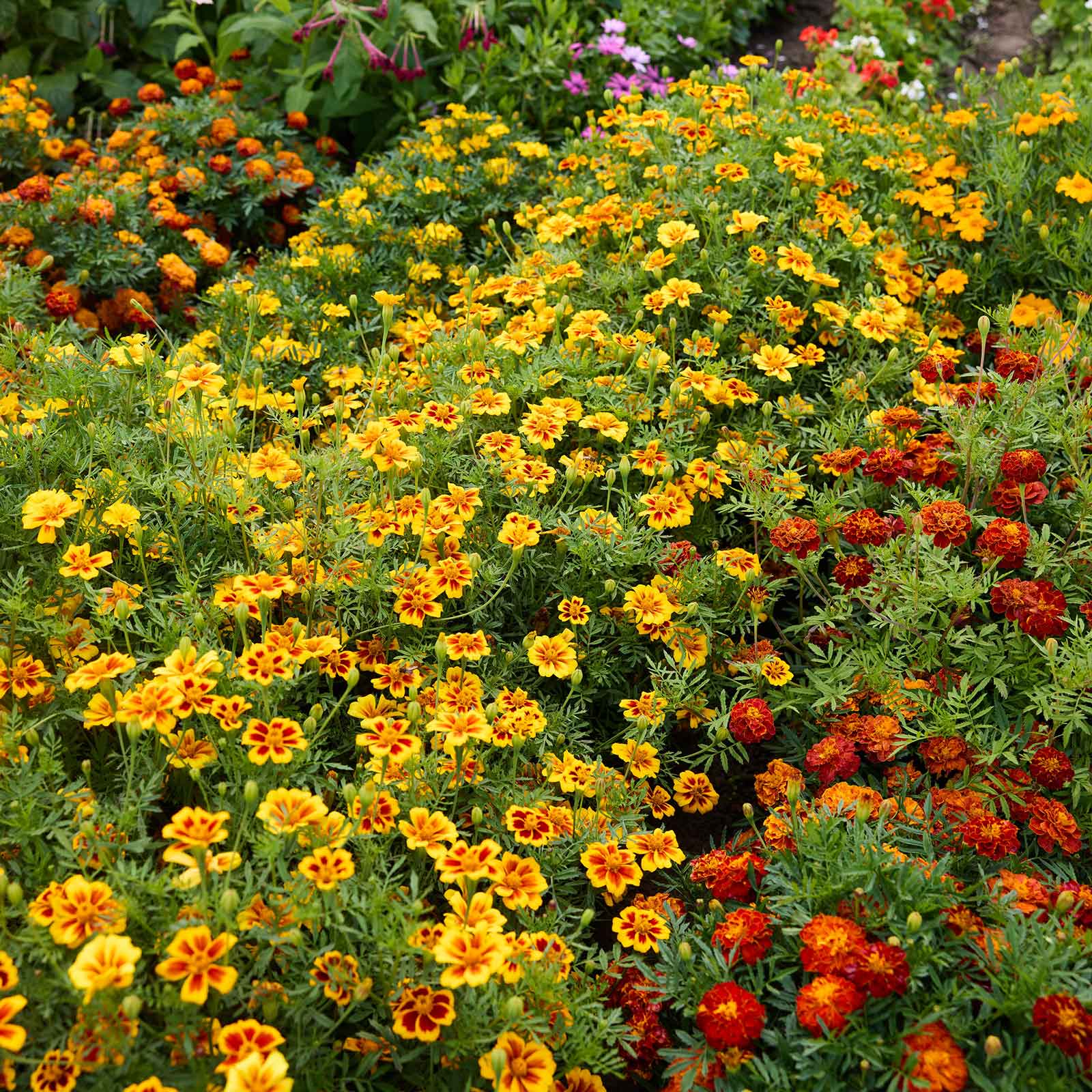 dwarf marigold seeds Bulk French Marigold (Dwarf) Seeds - Dainty Marietta