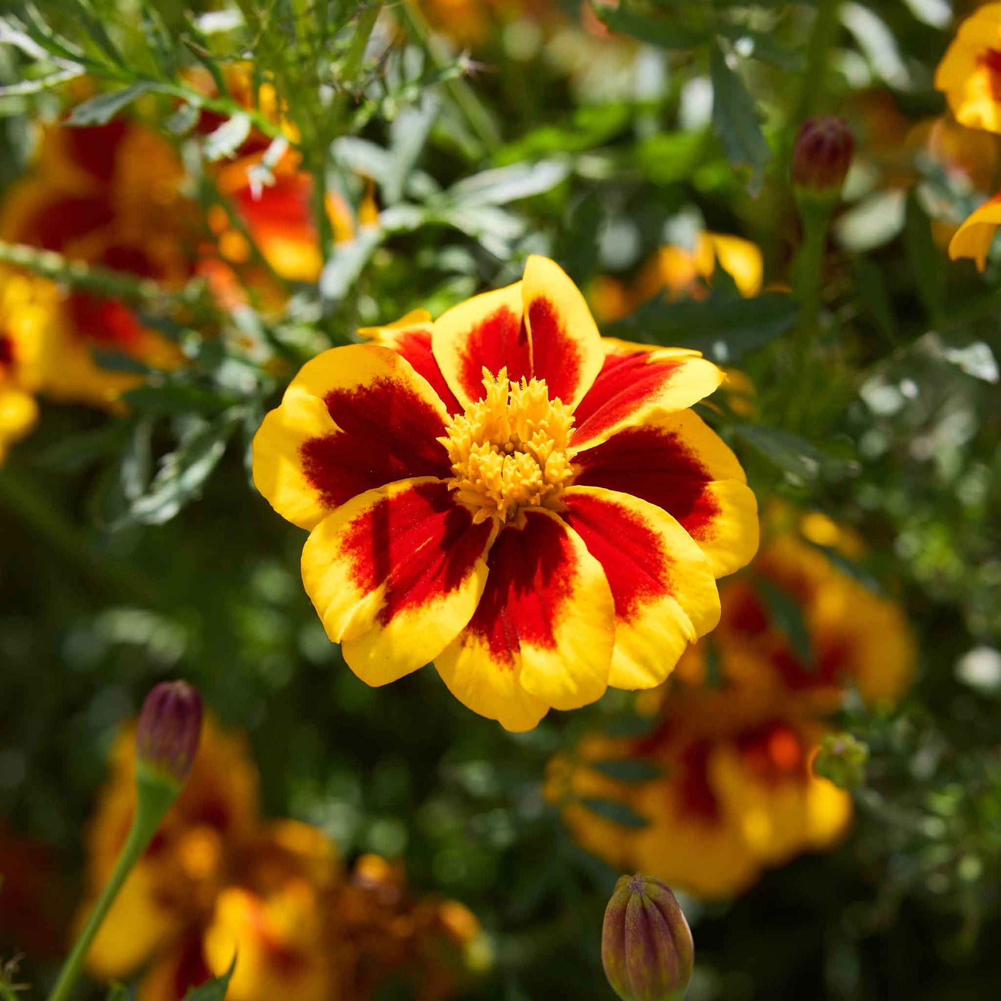 marie gold flower seeds Bulk French Marigold (Dwarf) Seeds - Dainty Marietta