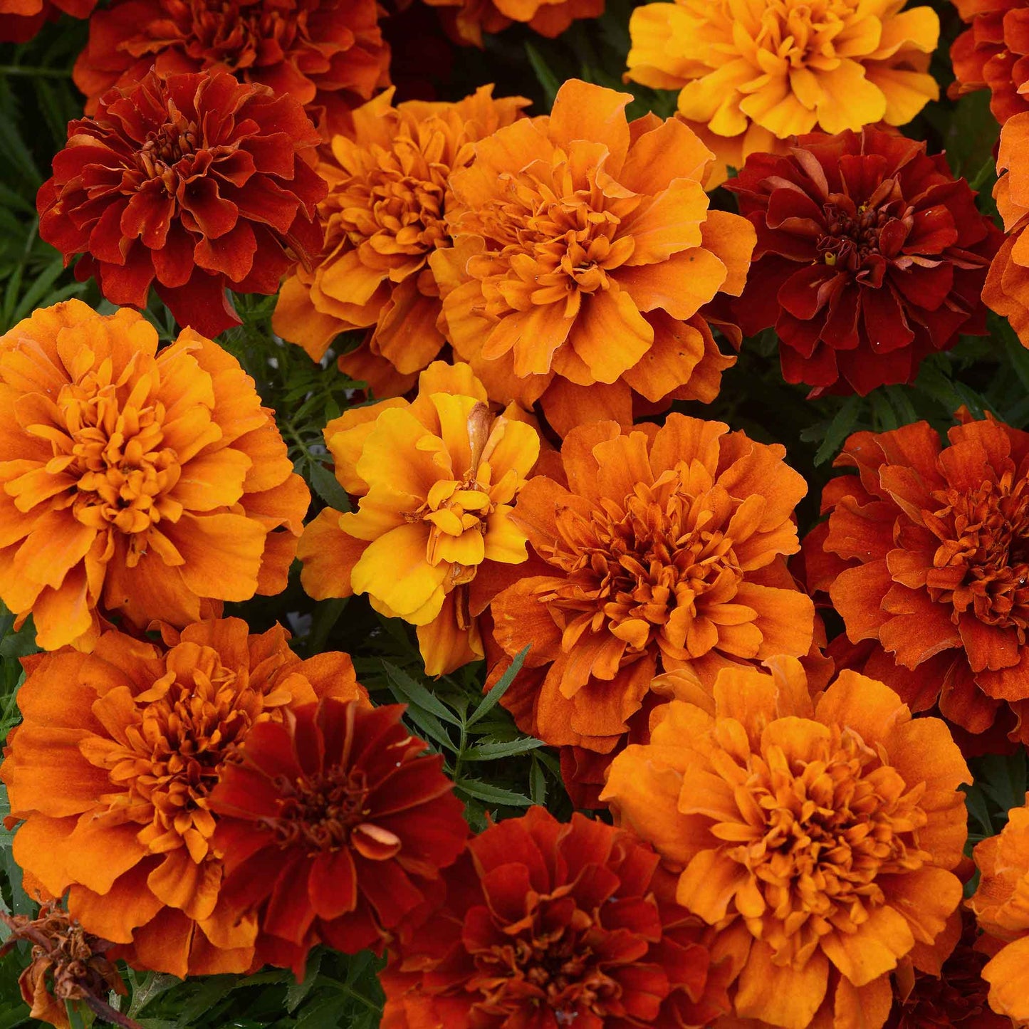 marigold fireball