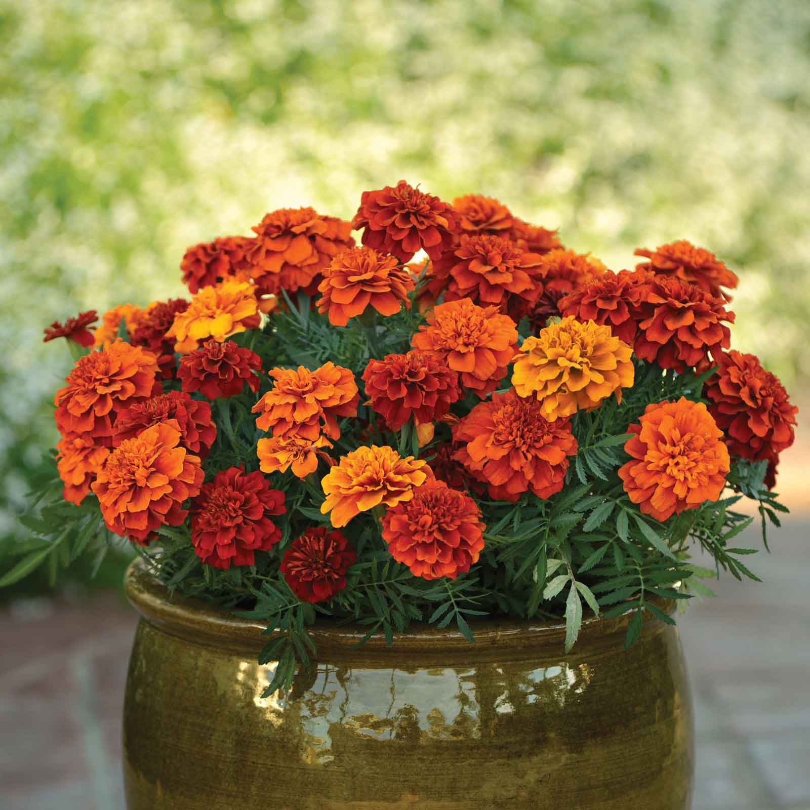 marigold seeds for sale near me Bulk French Marigold Seeds - Fireball
