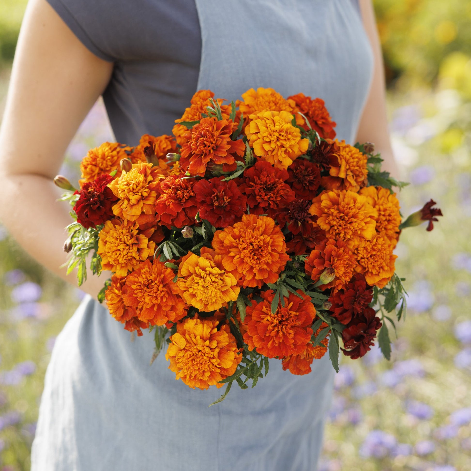 french marigold seed germination Bulk French Marigold Seeds - Fireball
