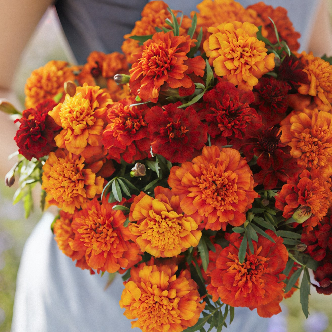 Bulk French Marigold Seeds - Fireball