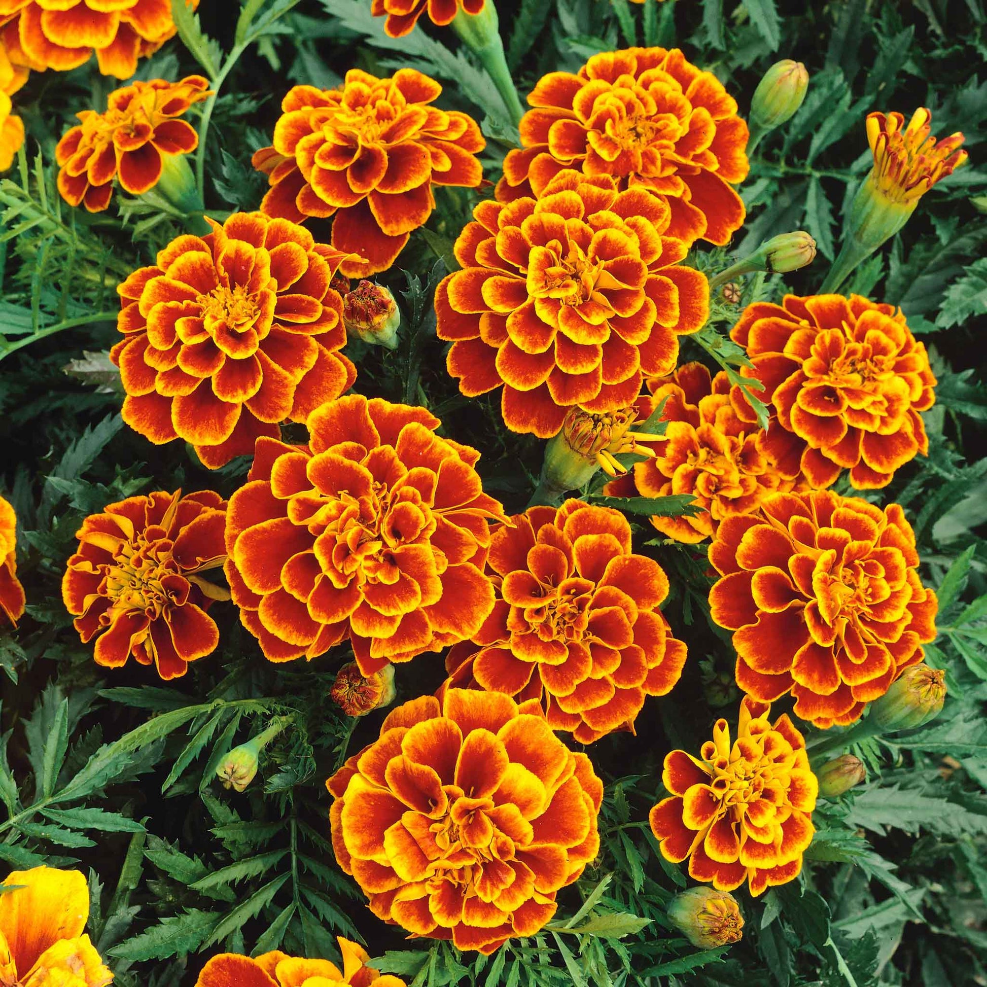 french vanilla marigold seeds Bulk French Marigold Seeds
