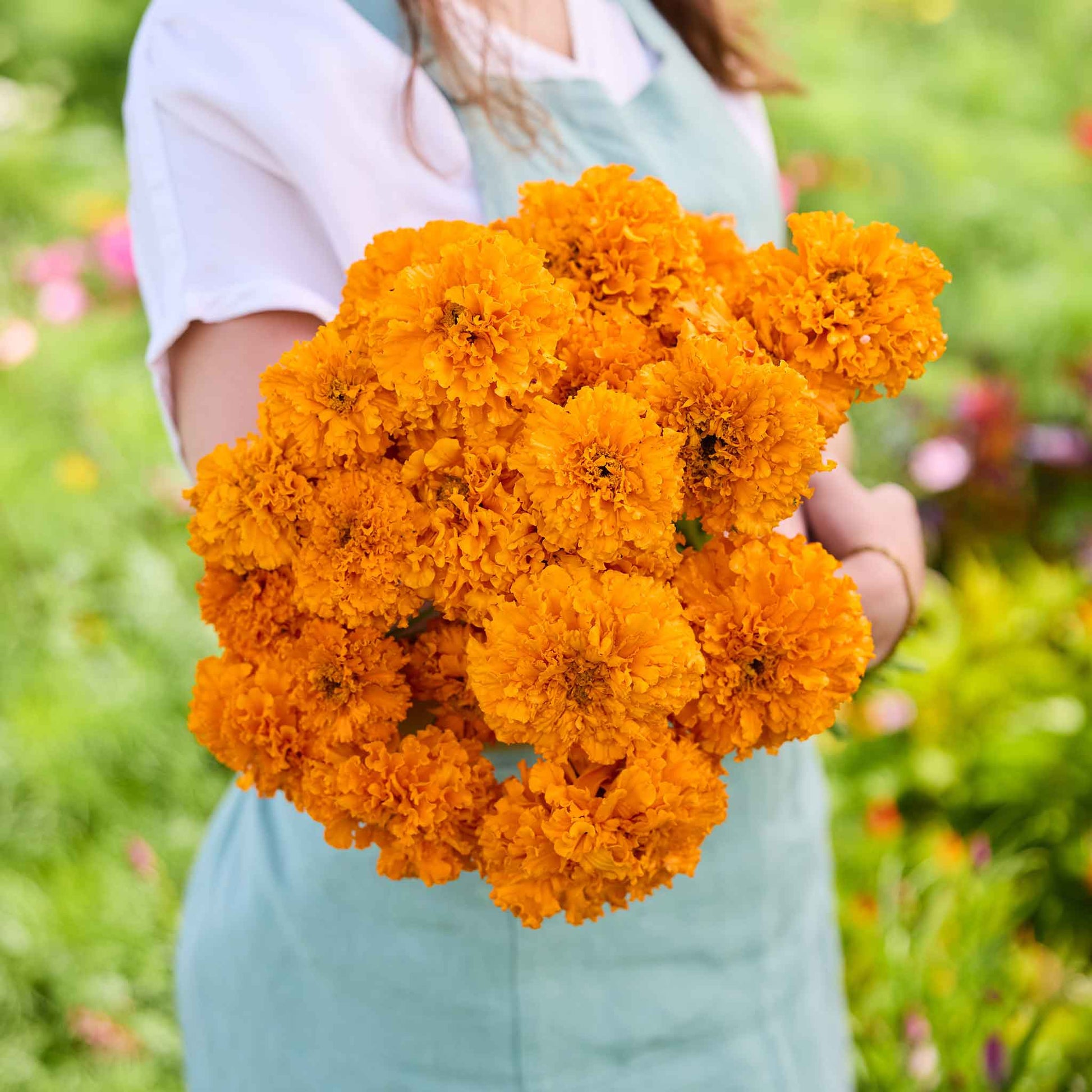 marigold seed varieties Bulk African Marigold Seeds - Mandarin