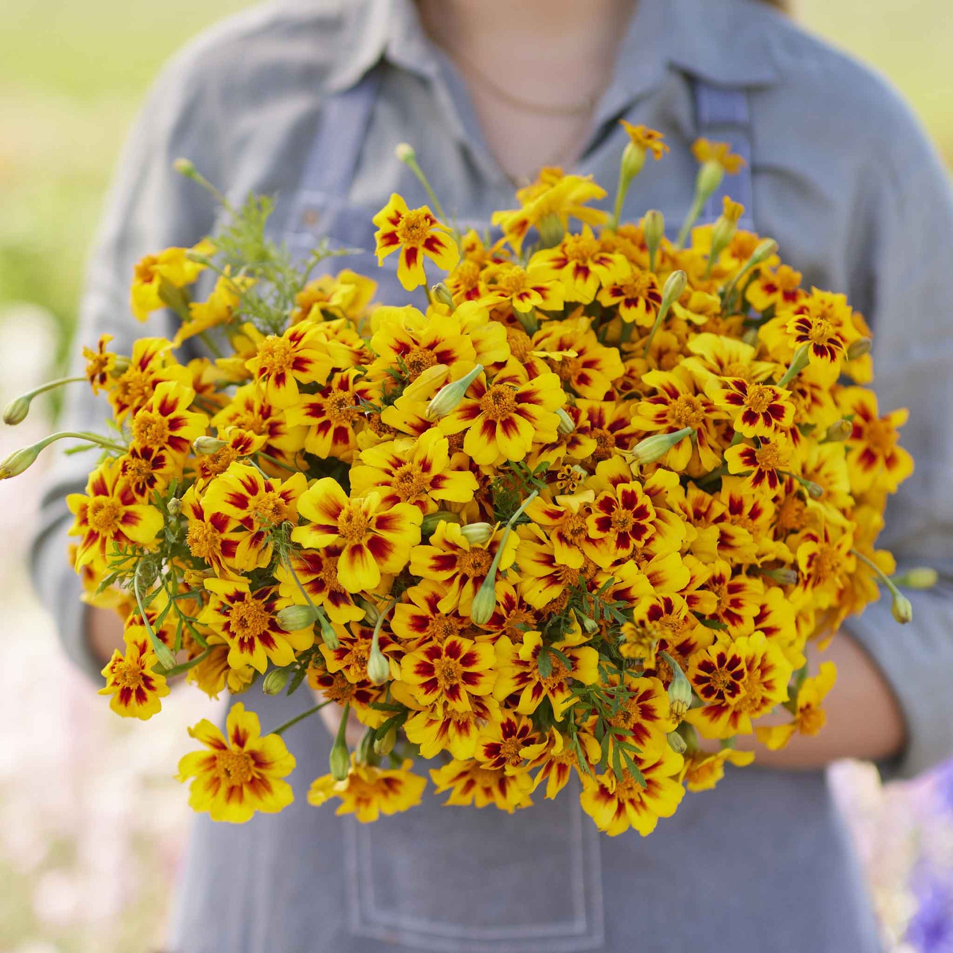 bulk marigold seed Bulk French Marigold Seeds (Dwarf) - Naughty Marietta