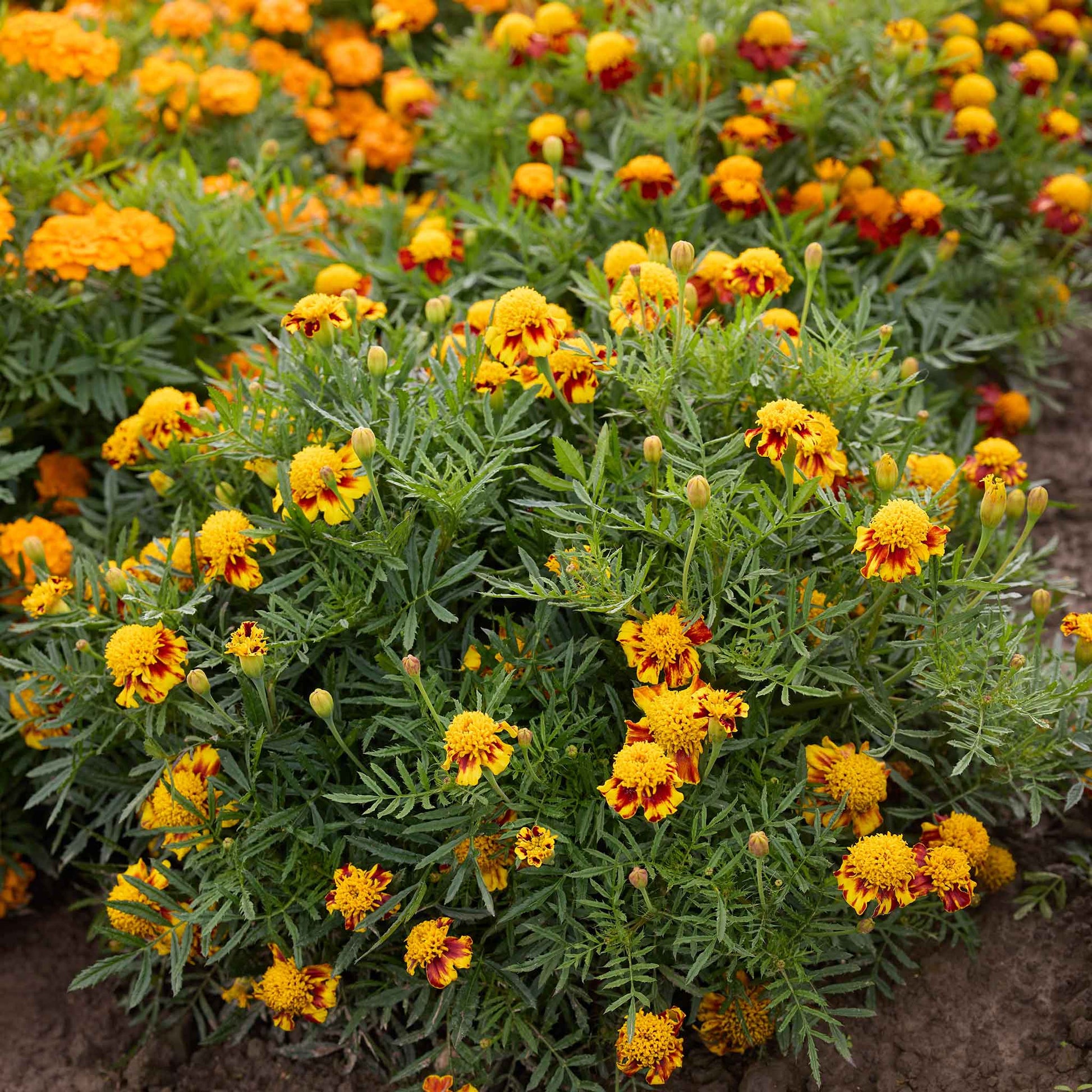 Bulk French Marigold Seeds (Dwarf Double) - Orange Flame