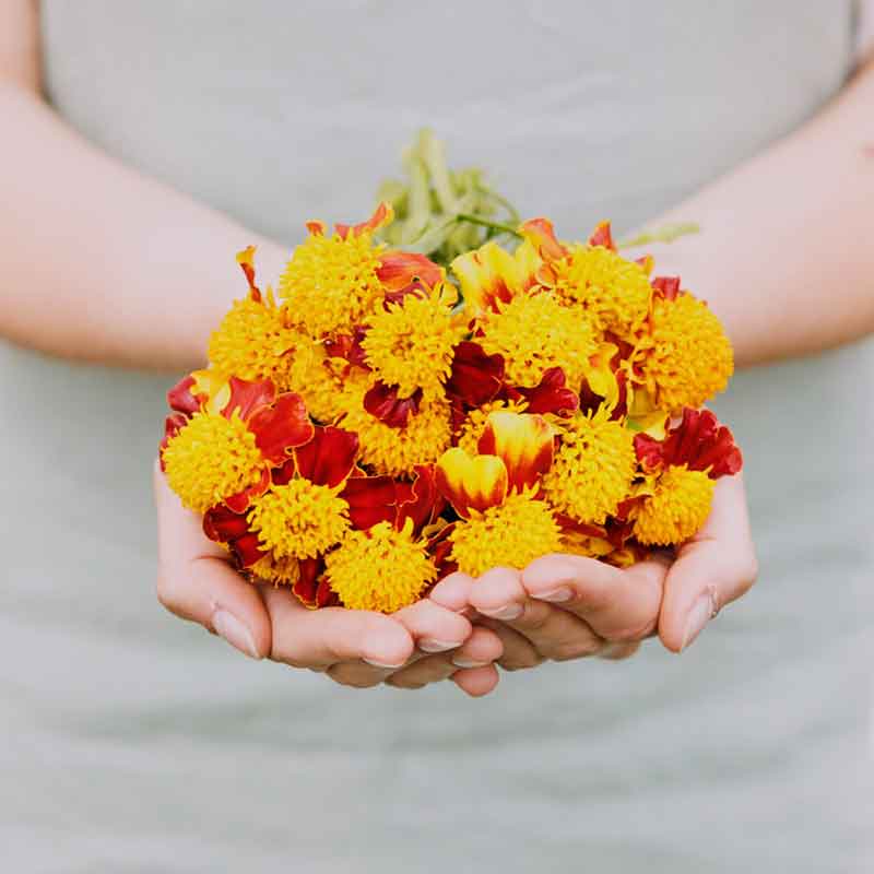 Bulk French Marigold Seeds (Dwarf Double) - Orange Flame | Bulk Seed Store 1 Ounce