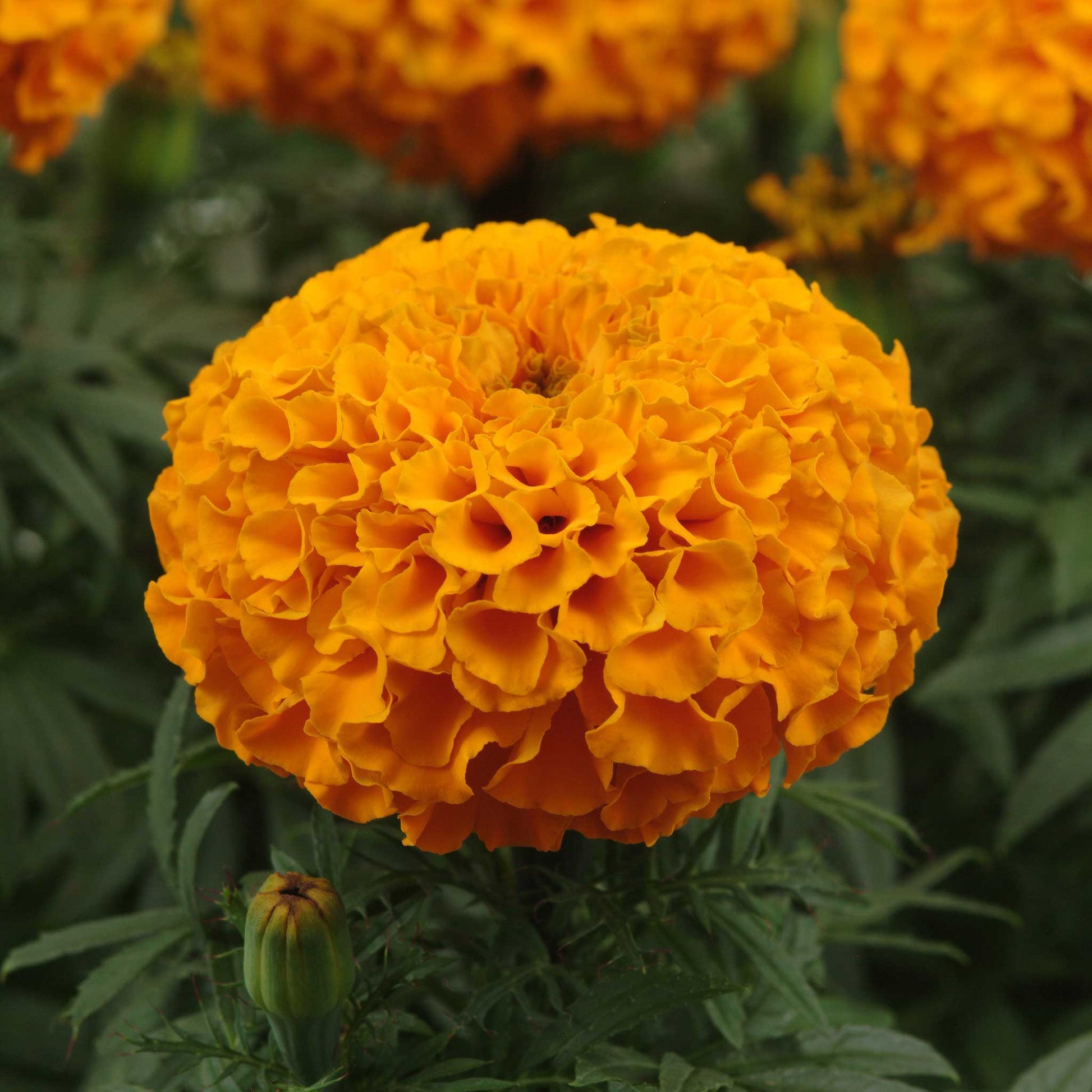african marigolds seeds Bulk African Marigold Seeds - Taishan Orange