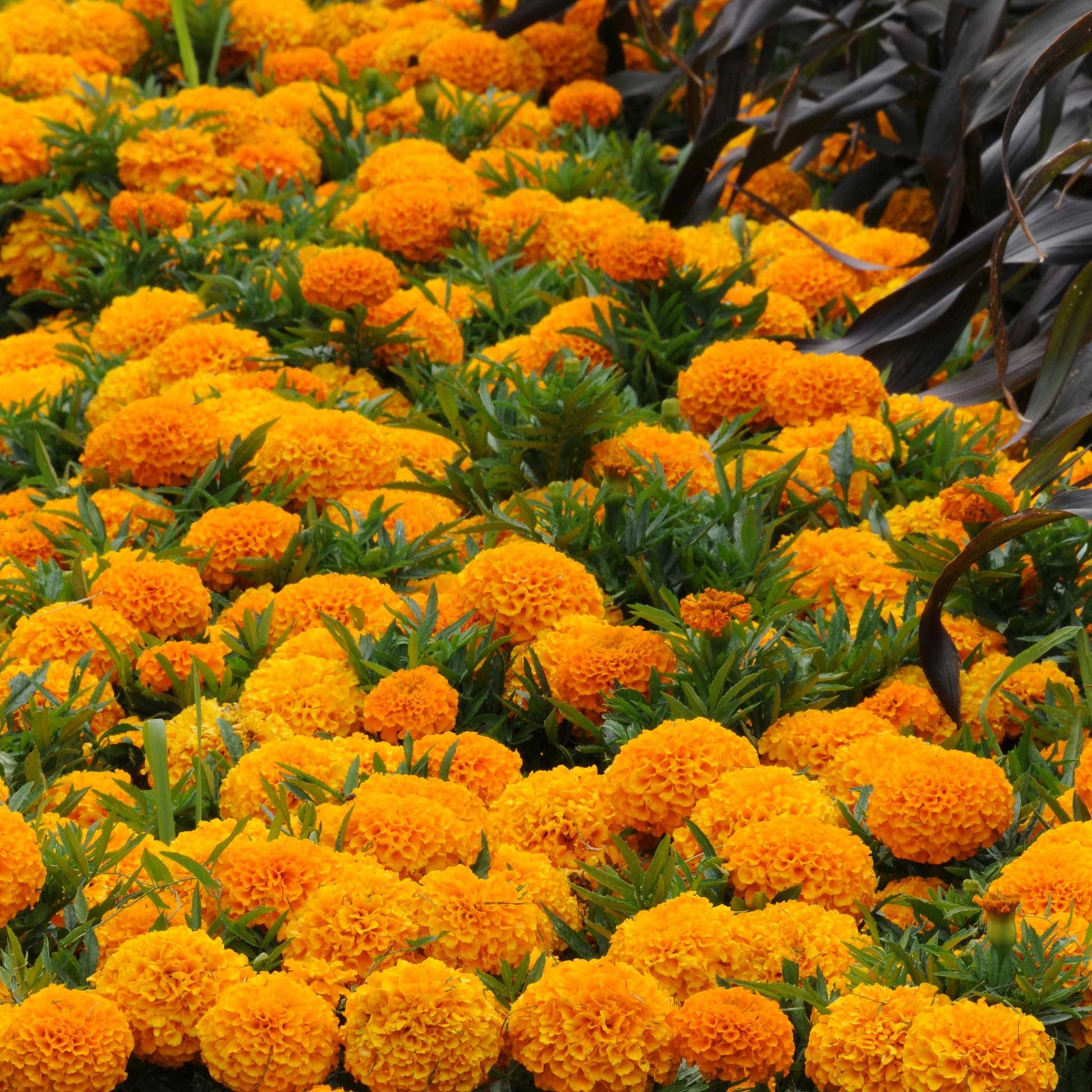 taishan marigold seeds Bulk African Marigold Seeds - Taishan Orange