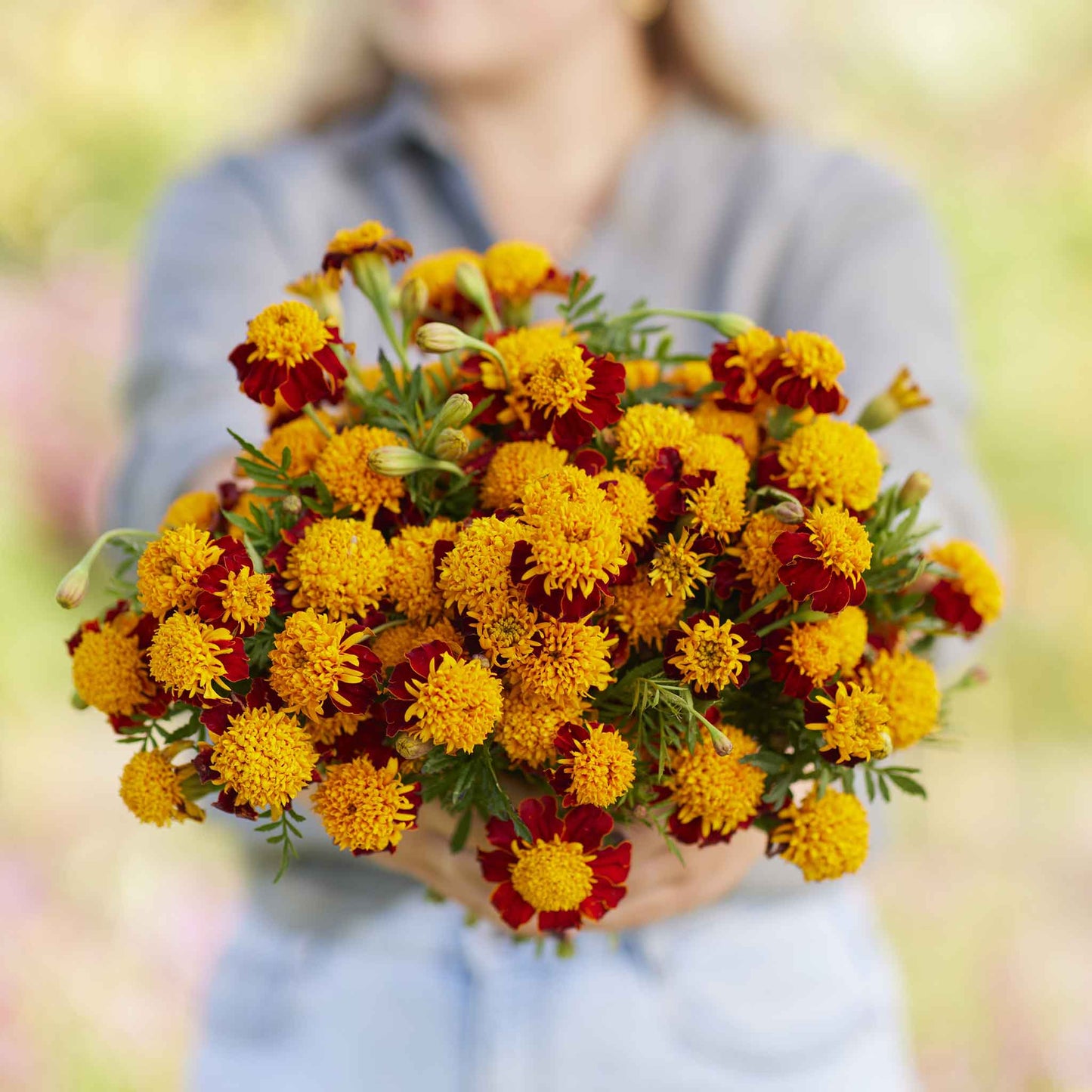 jaguar marigold seeds Bulk French Marigold (Double) Seeds - Tiger Eyes