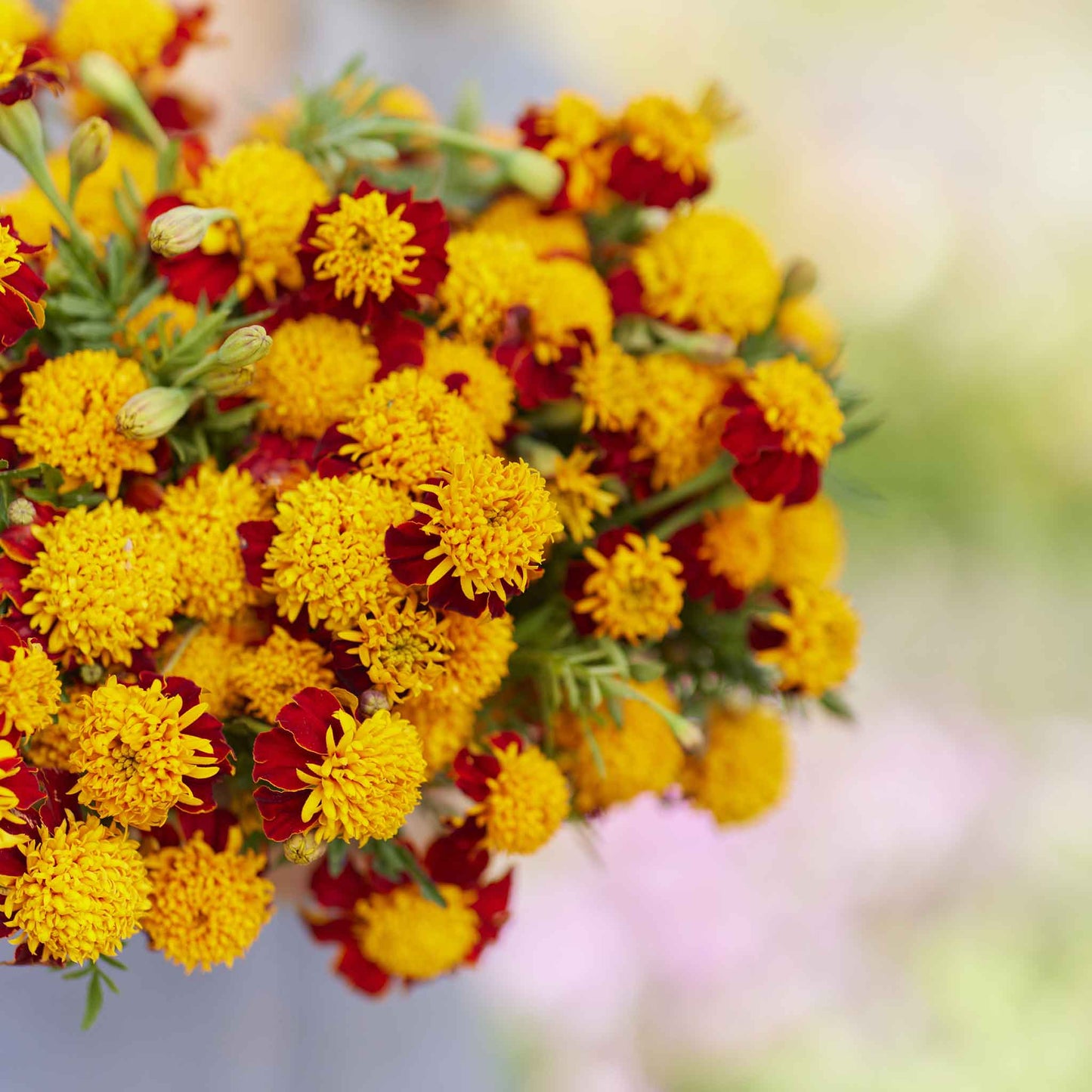 marigold tiger eyes