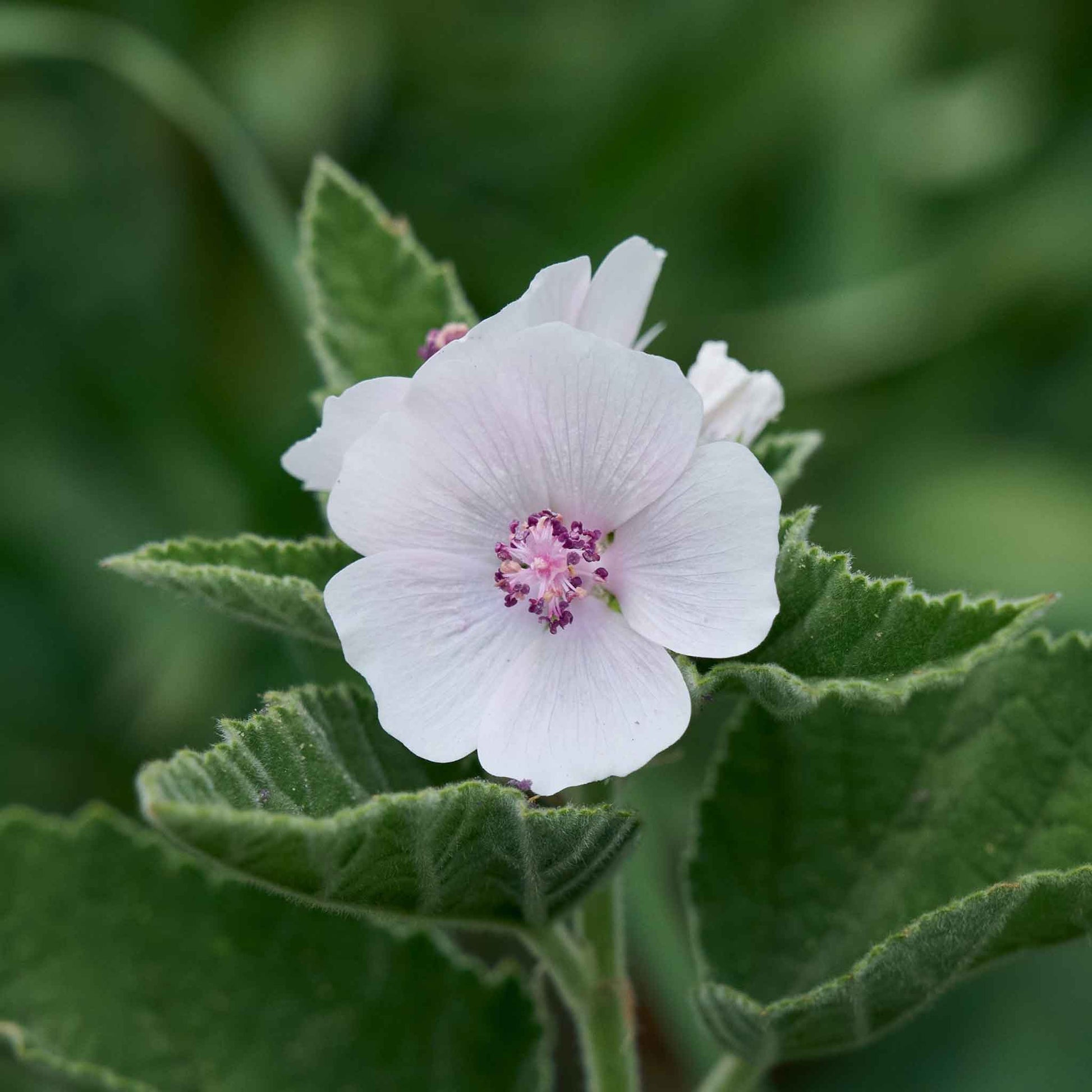 mallow plant seeds Bulk Marshmallow Seeds