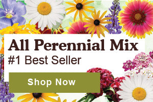 50+ Erysimum Charity Flower Seeds Mix – Deer-Resistant, Scented Perennial For Zones 3-10