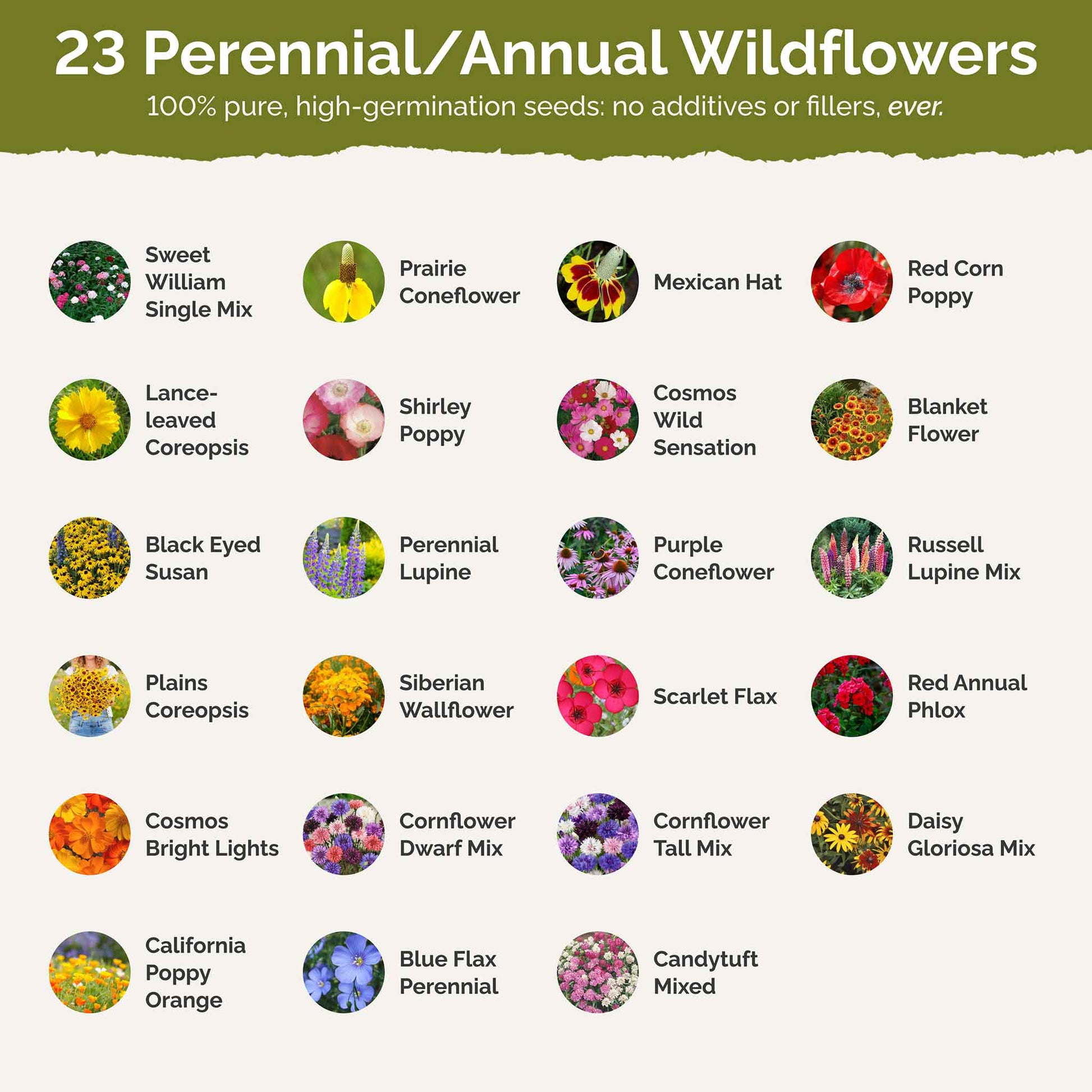 annual wild flower seeds Bulk Michigan Wildflower Seed Mix