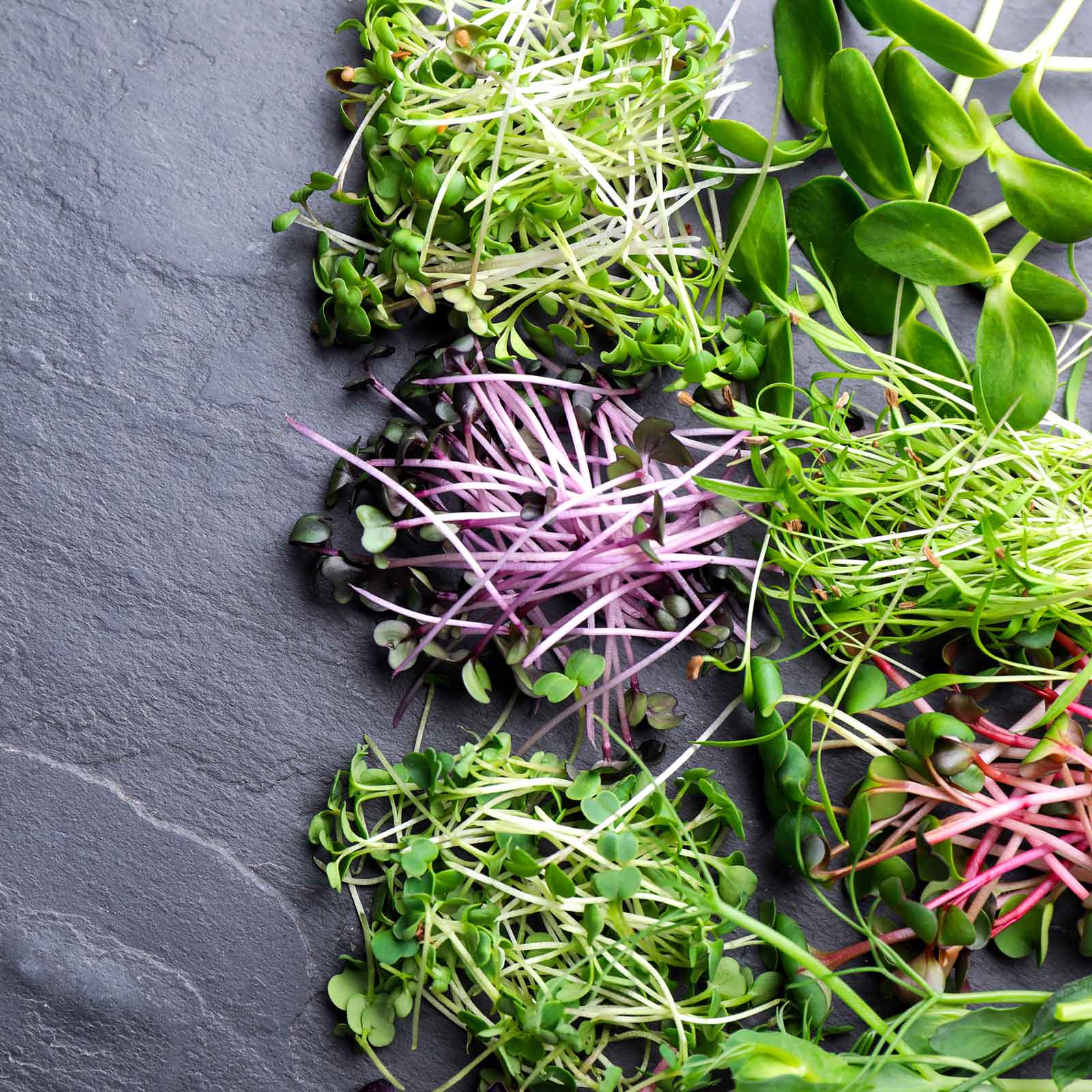 10+ Microgreen Near Me Bulk Microgreen Seeds - Microgreen Rainbow Blend | Bulk Seed Store