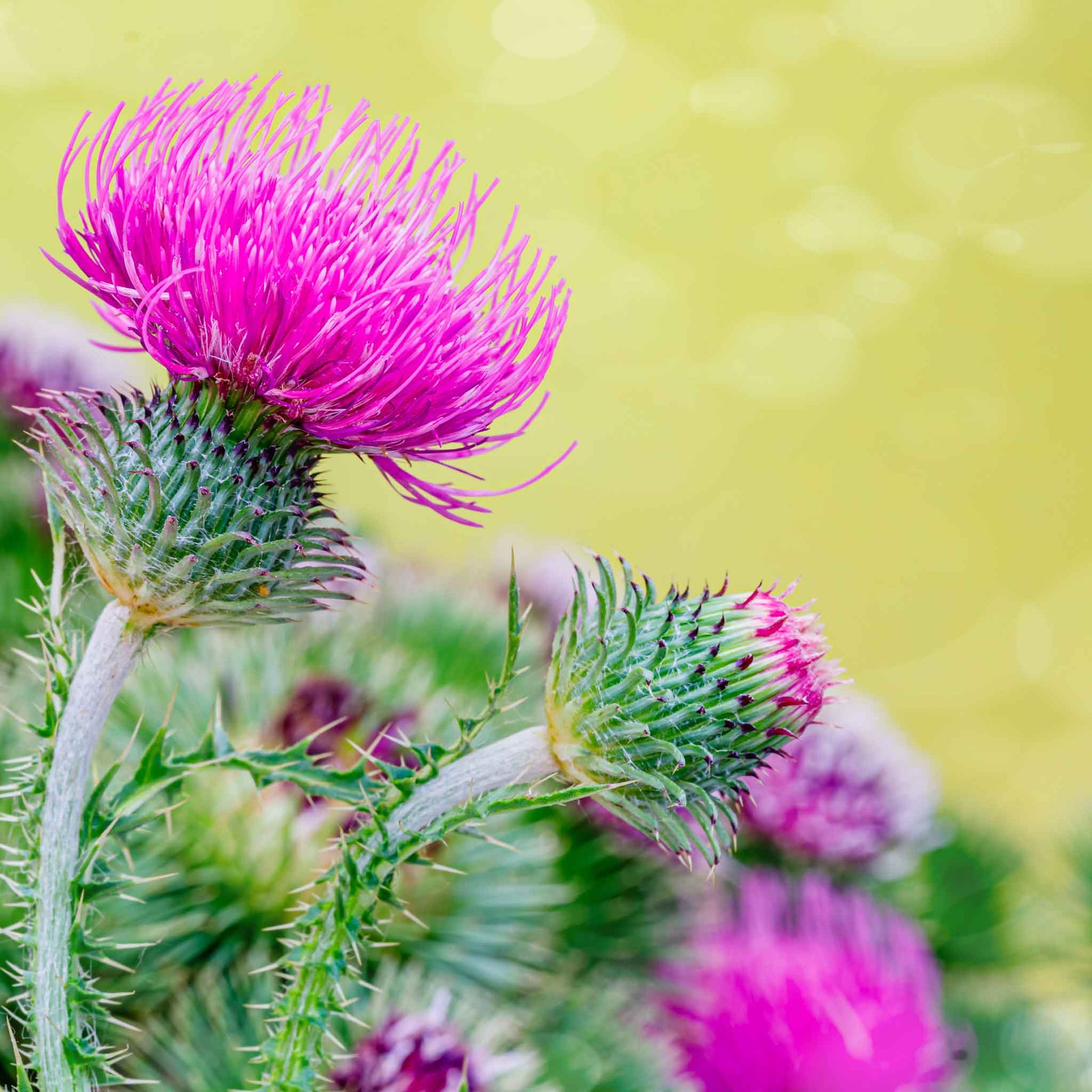 planting milk thistle seeds Bulk Milk Thistle Seeds
