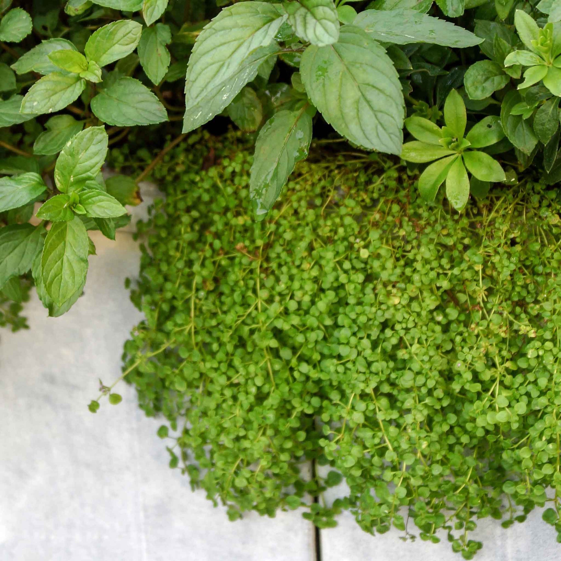 mint plant seeds for sale Mint Seeds - Corsican Mini Mint | Herb Seeds in Packets & Bulk