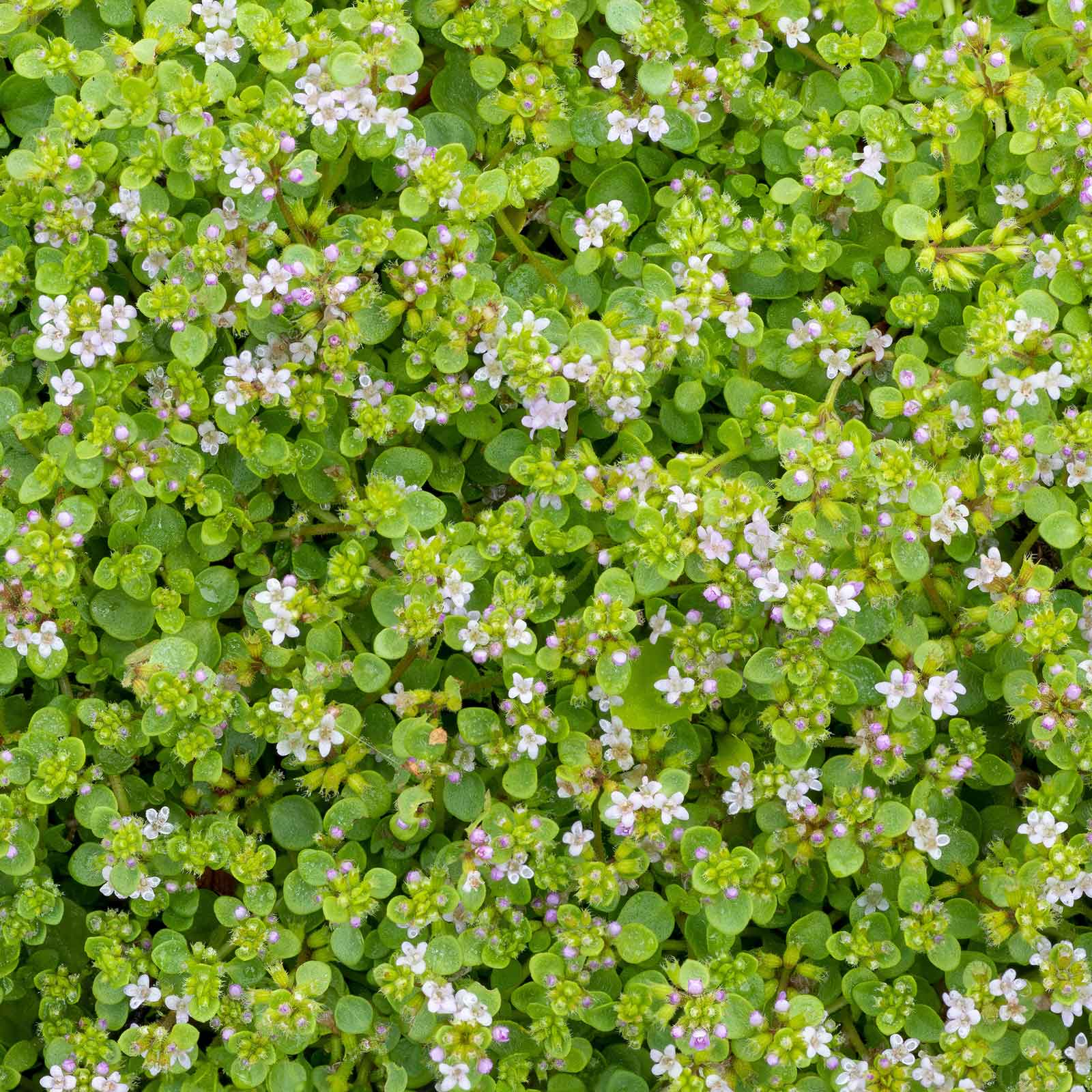 seeds for mint plant Mint Seeds - Corsican Mini Mint | Herb Seeds in Packets & Bulk