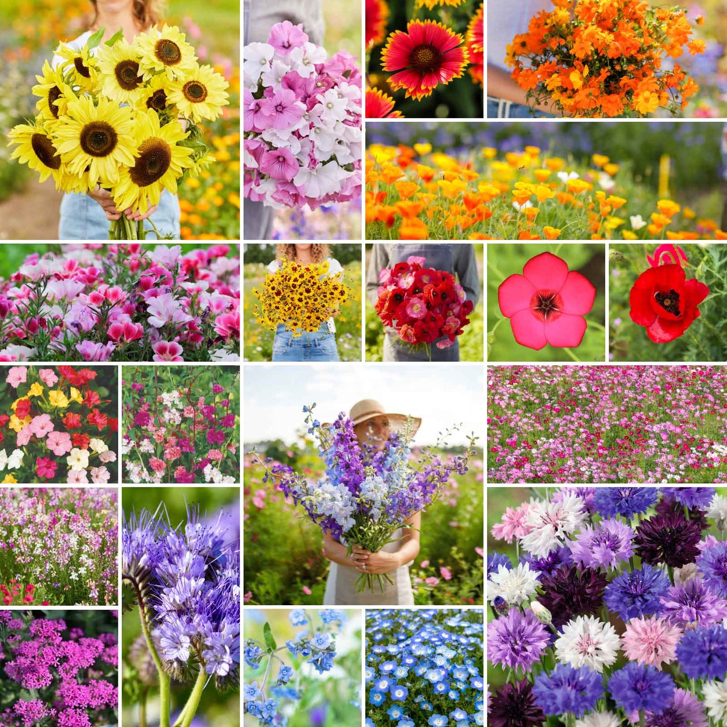 bulk wildflower seeds amazon Bulk All Annual Wildflower Seed Mix