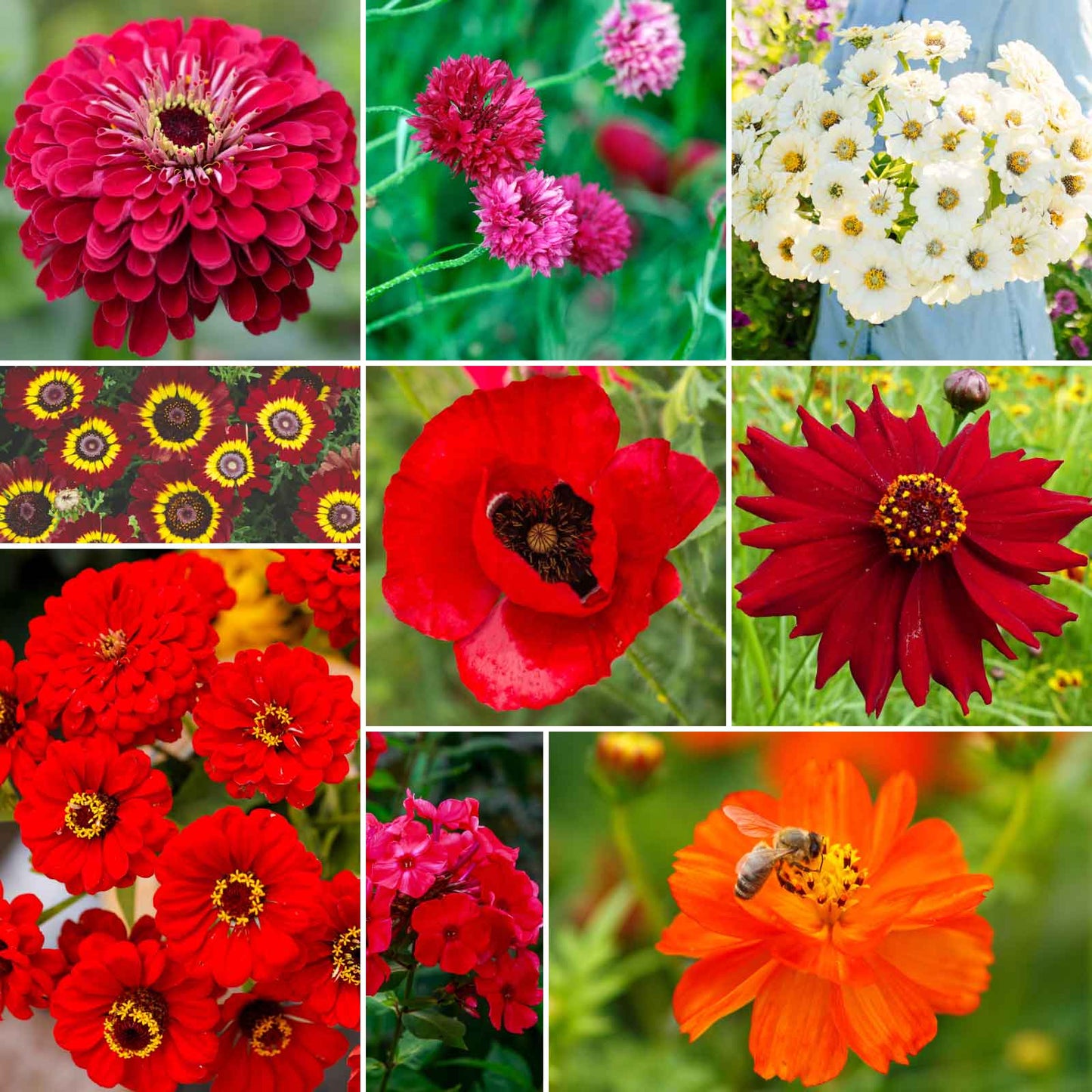 big lots flower seeds Bulk Big Red Mix - Red Flower Seed Mix