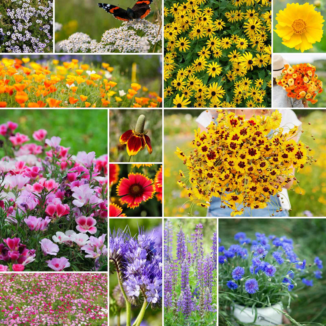 Wildflower Mixes - 50 Pounds - Bulk Seed Store