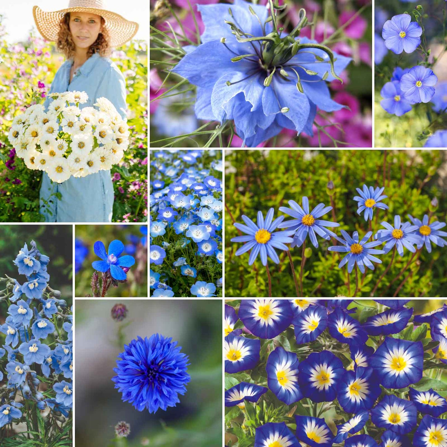 blue spur flower seeds Bulk Blue Ribbon - Blue Flower Seed Mix