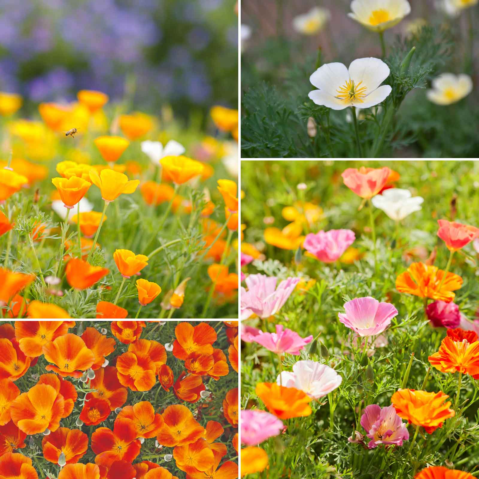 bulk california wildflower seeds Bulk California Poppy Flower Seed Mix