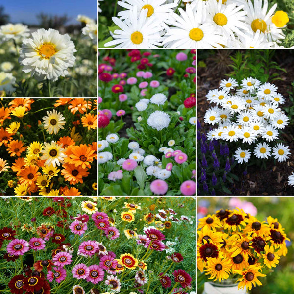 mixes-daisy-crazy-SMISP114-ebg