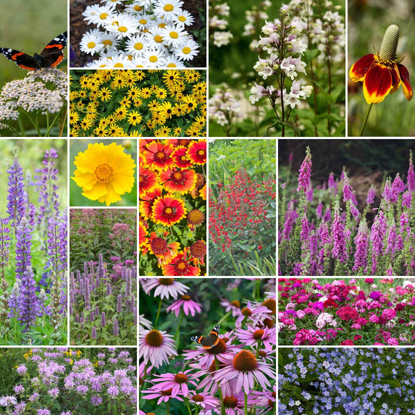 perennial wildflower seeds Bulk Deer Resistant All Perennial Wildflower Seed Mix